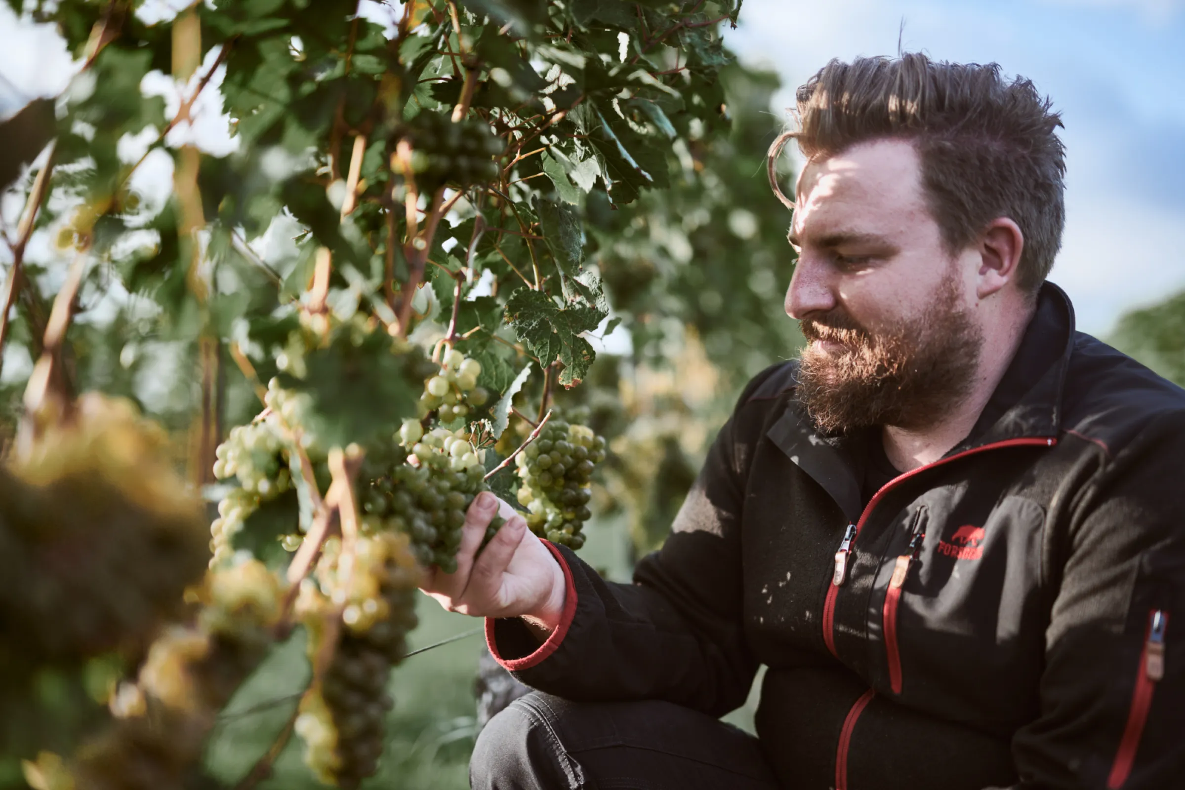 Arne Wilken, the head of operations at Baron Knyphausen is checking the grapes.