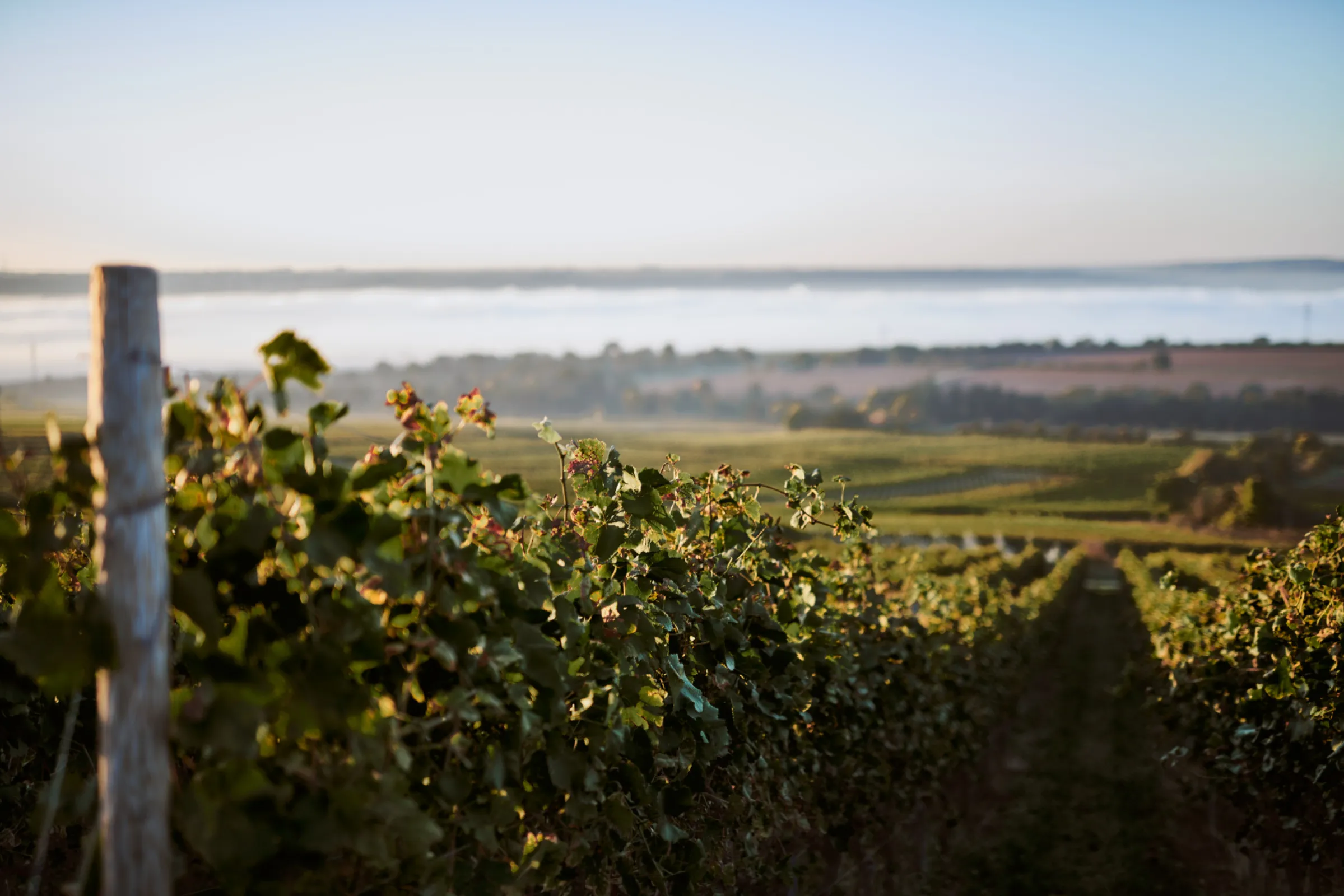 The Baron Knyphausen vinyards in Erbach / Rheingau