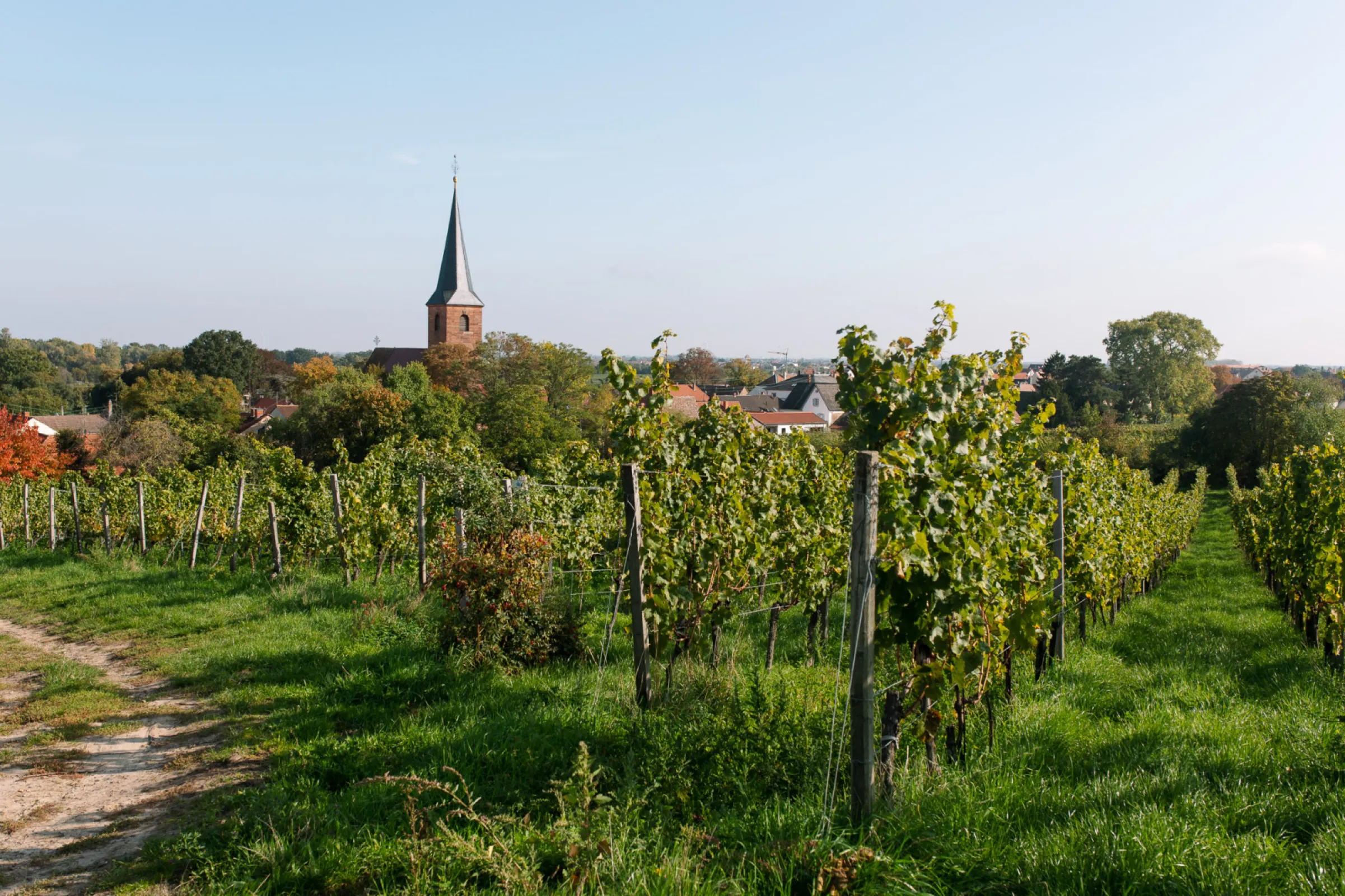The Famous Kirchenstück Vineyard (© Medienagenten)