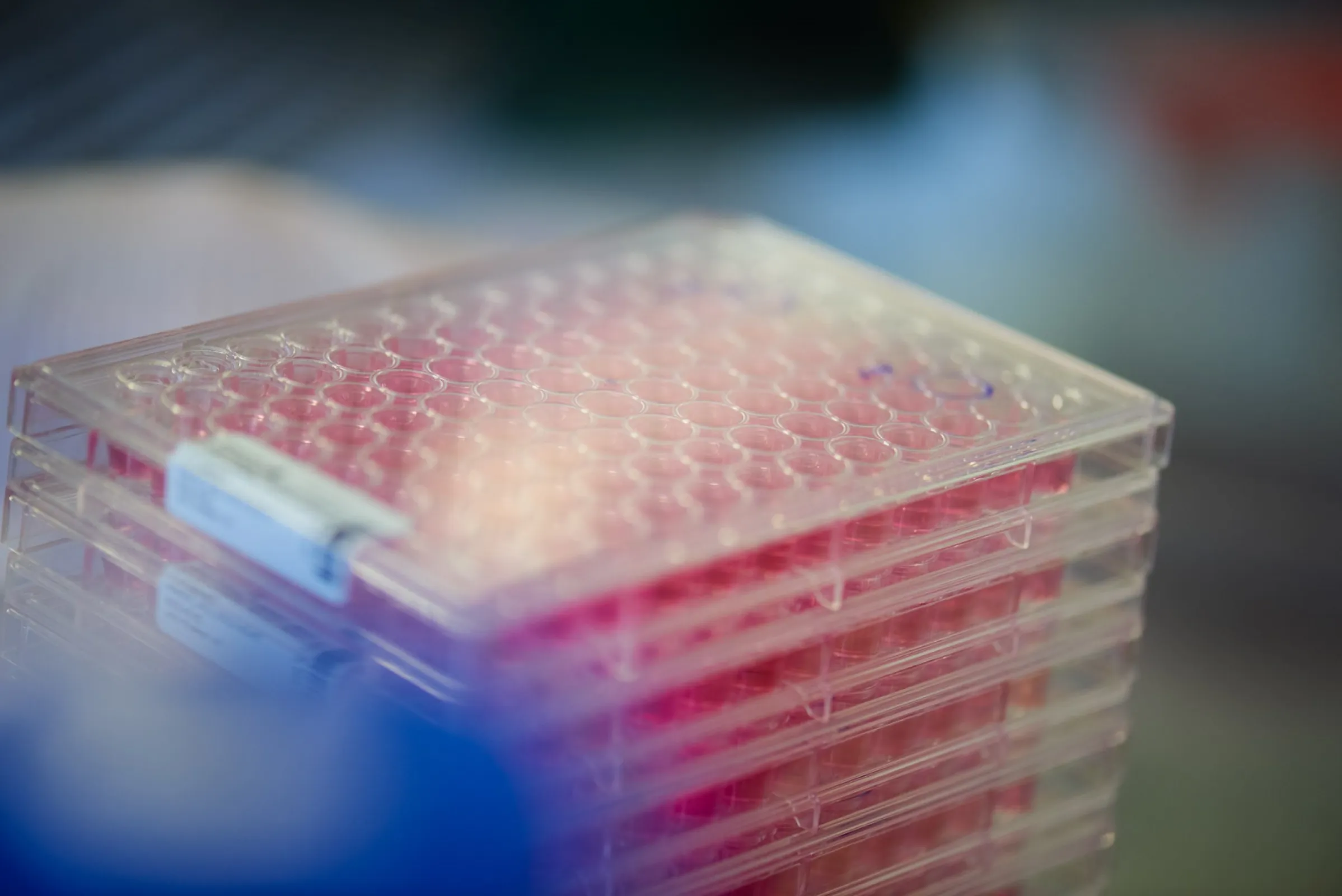 Customized Cell Culture Services