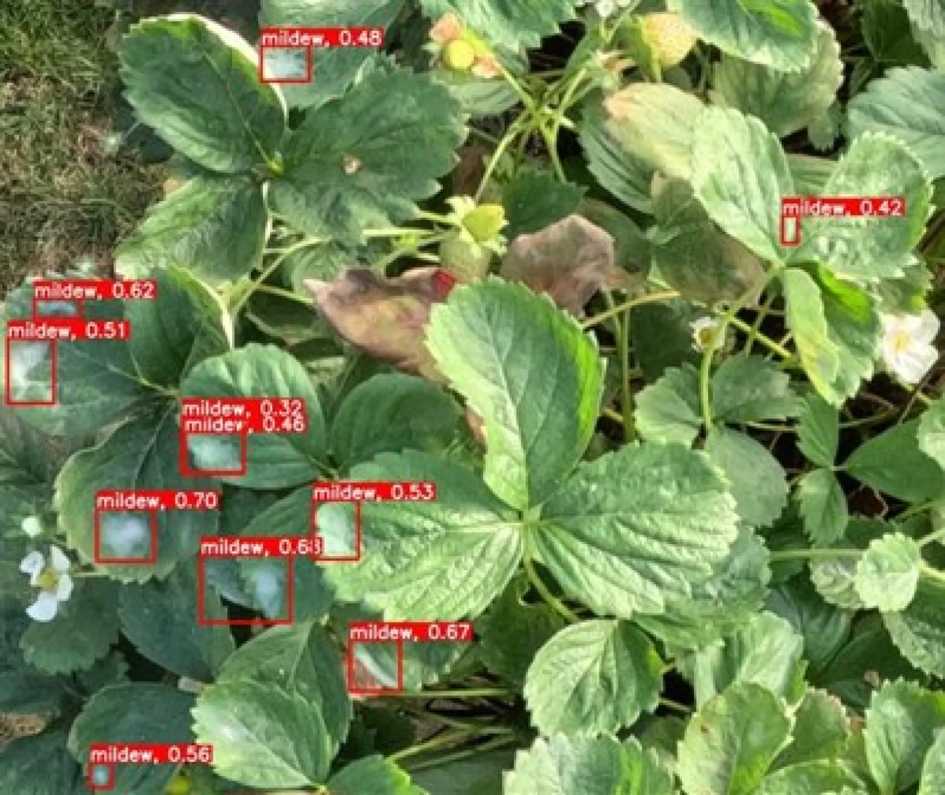 The use of visual computing in the detection of disease and stress in strawberries