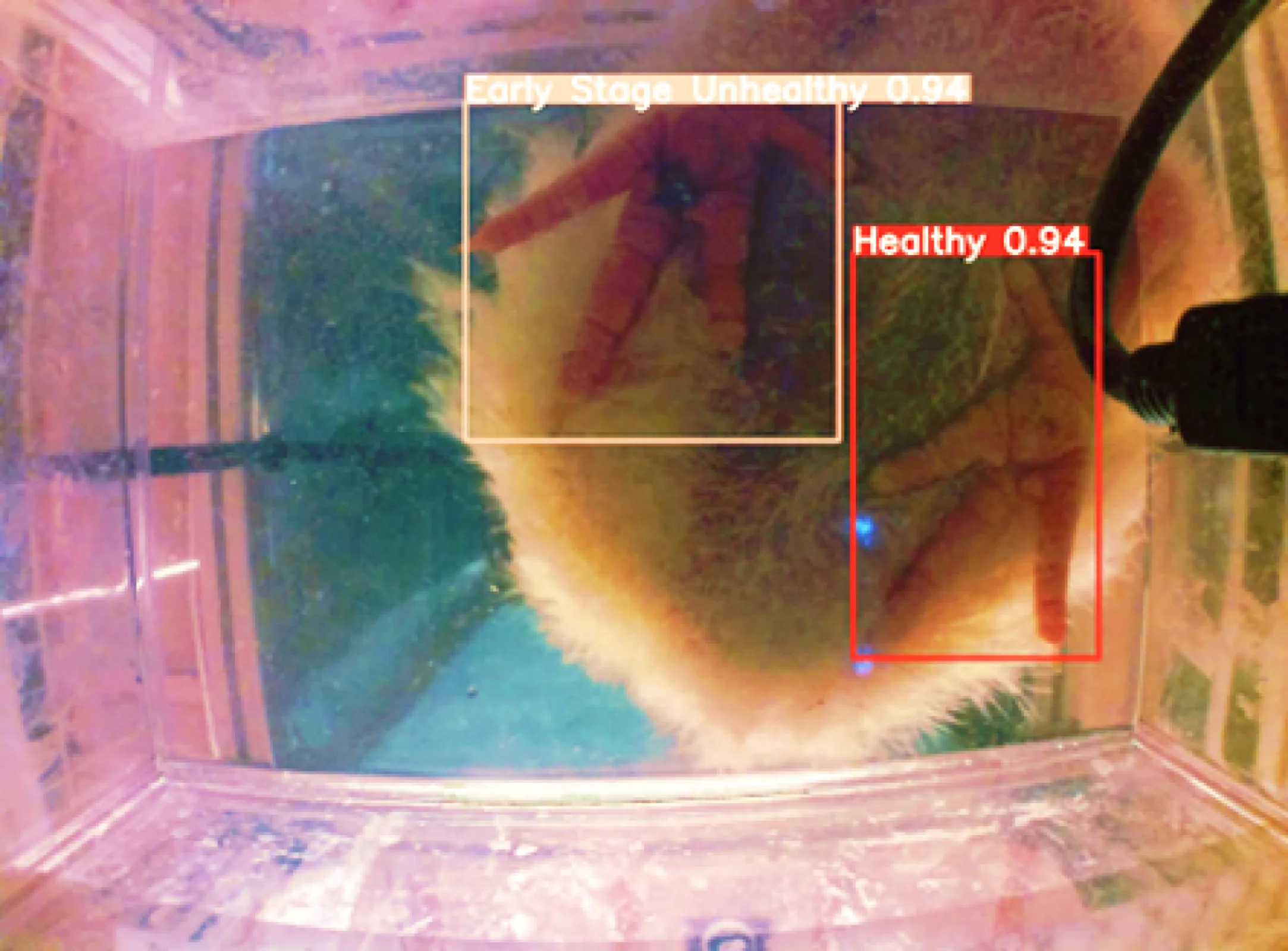 AI-Powered Poultry Welfare Monitoring