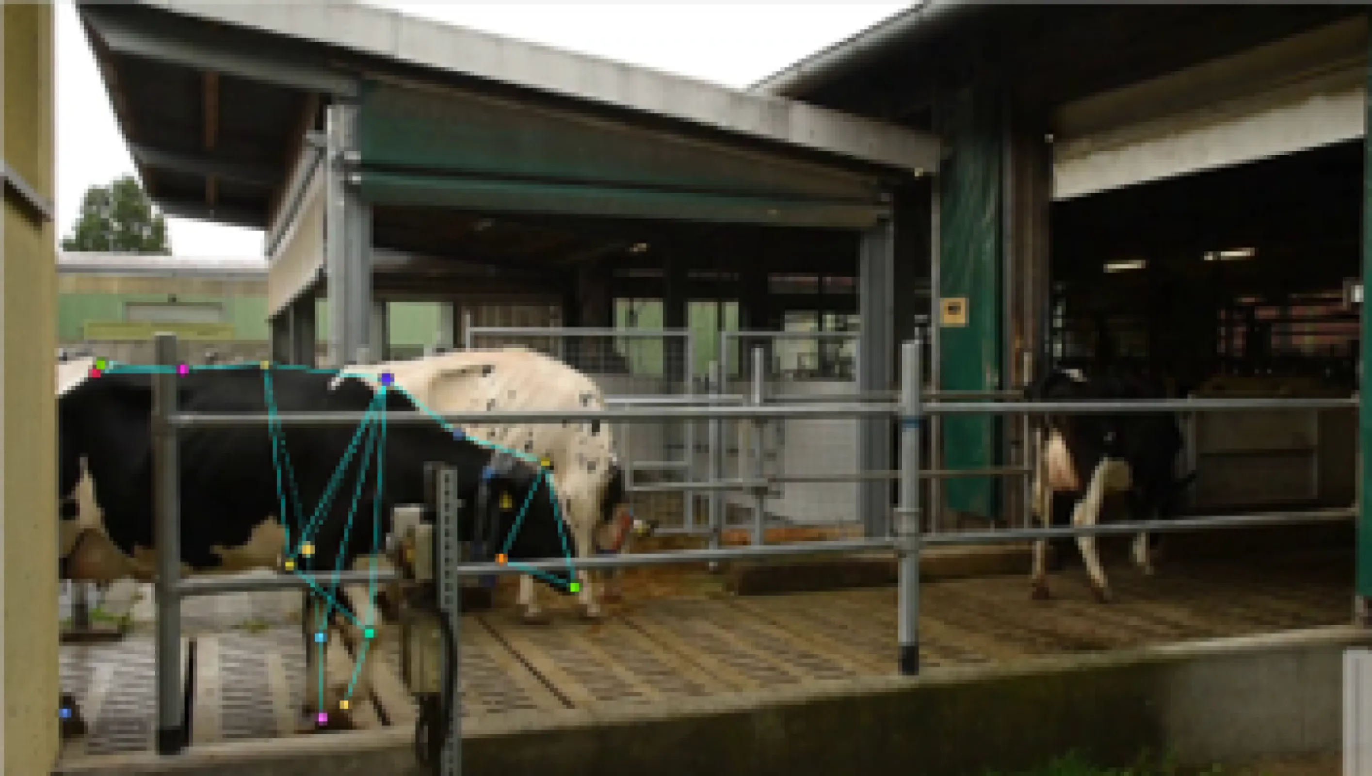 Image-Based Lameness Detection as an Animal Welfare Indicator in Dairy Cows
