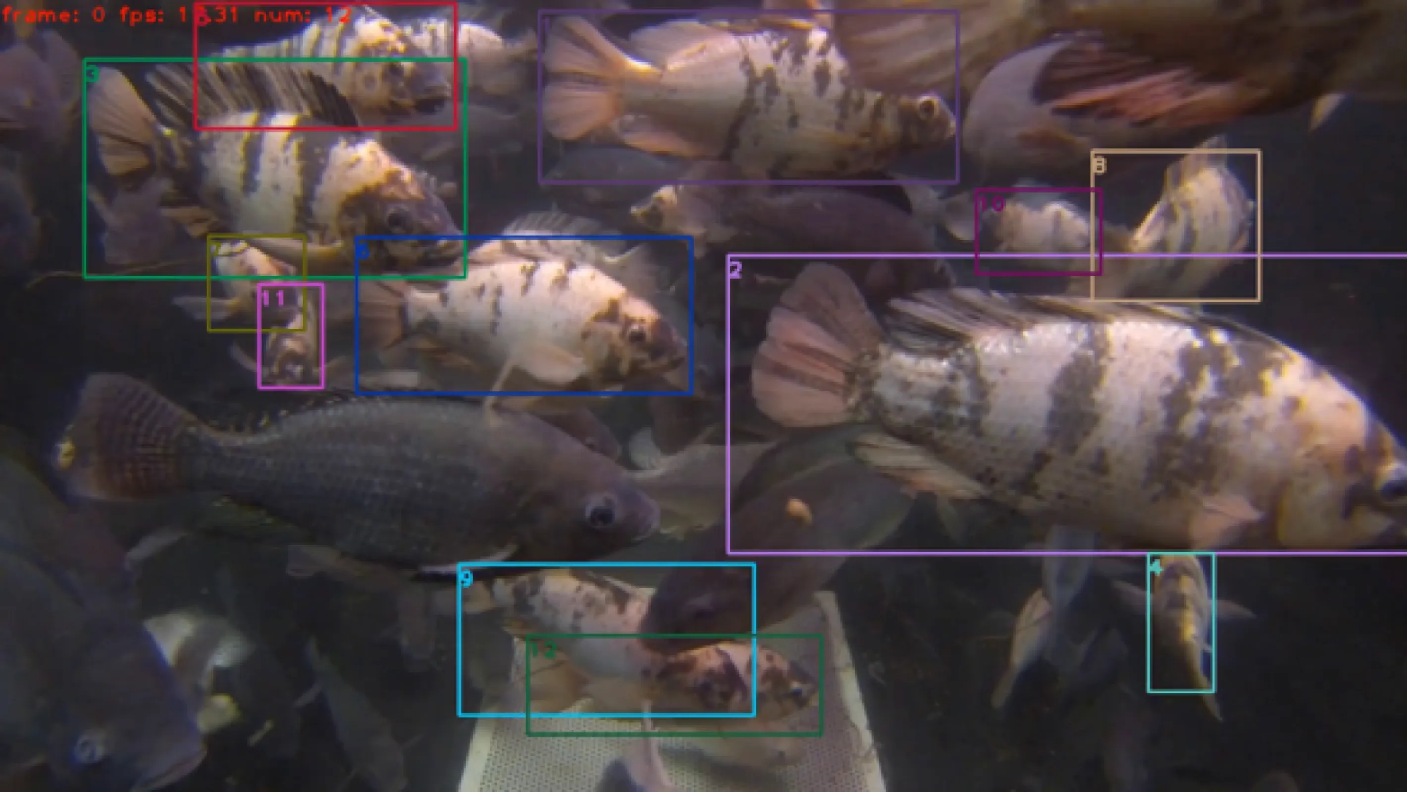 Automated Fish Monitoring for Aquaculture Welfare and Efficiency