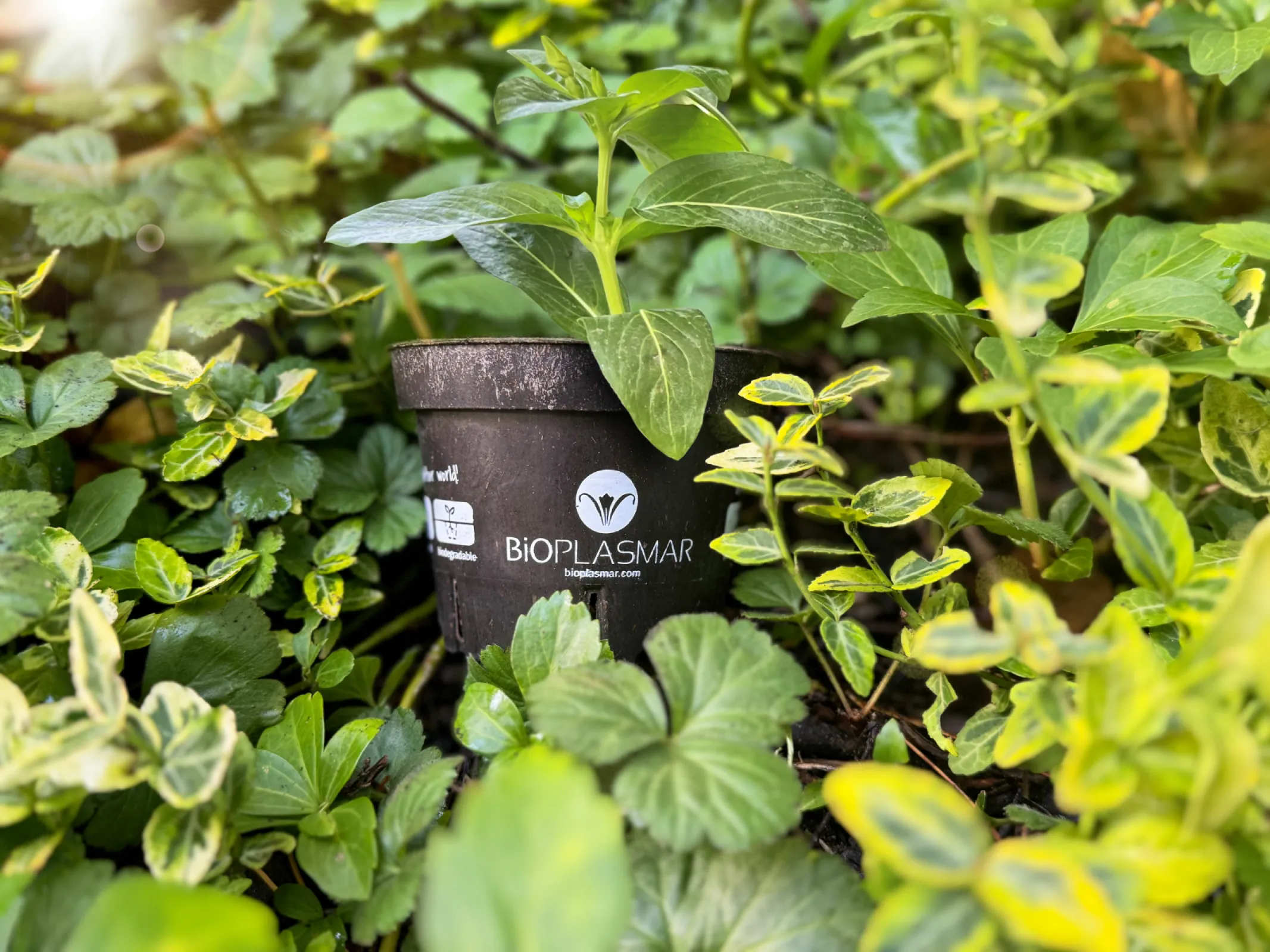 Biodegradable material for agriculture