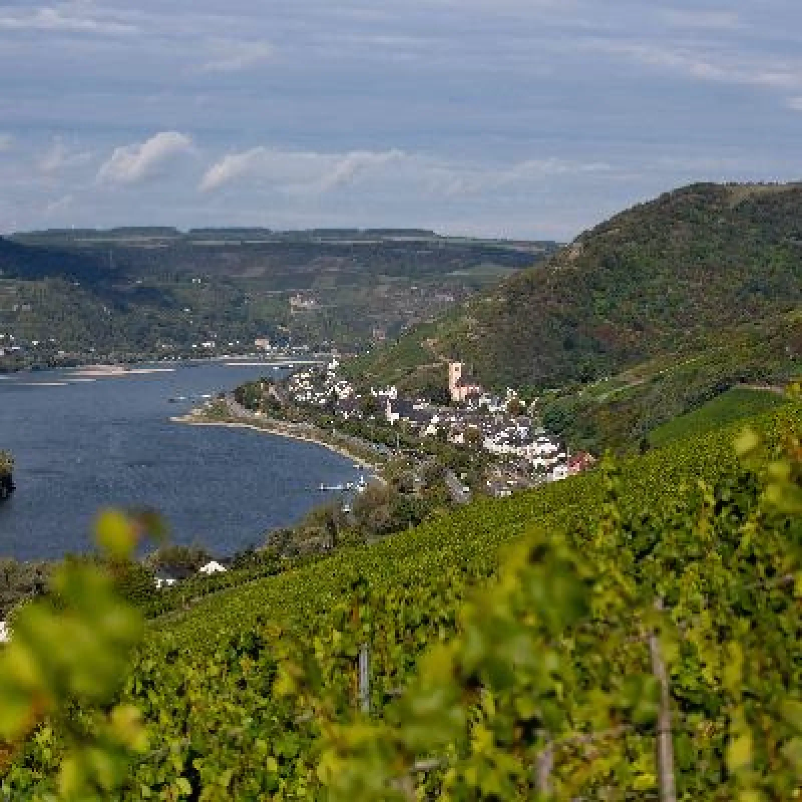 Lorch, Rheingau – Steep-slope terroir, where vitality meets international elegance.