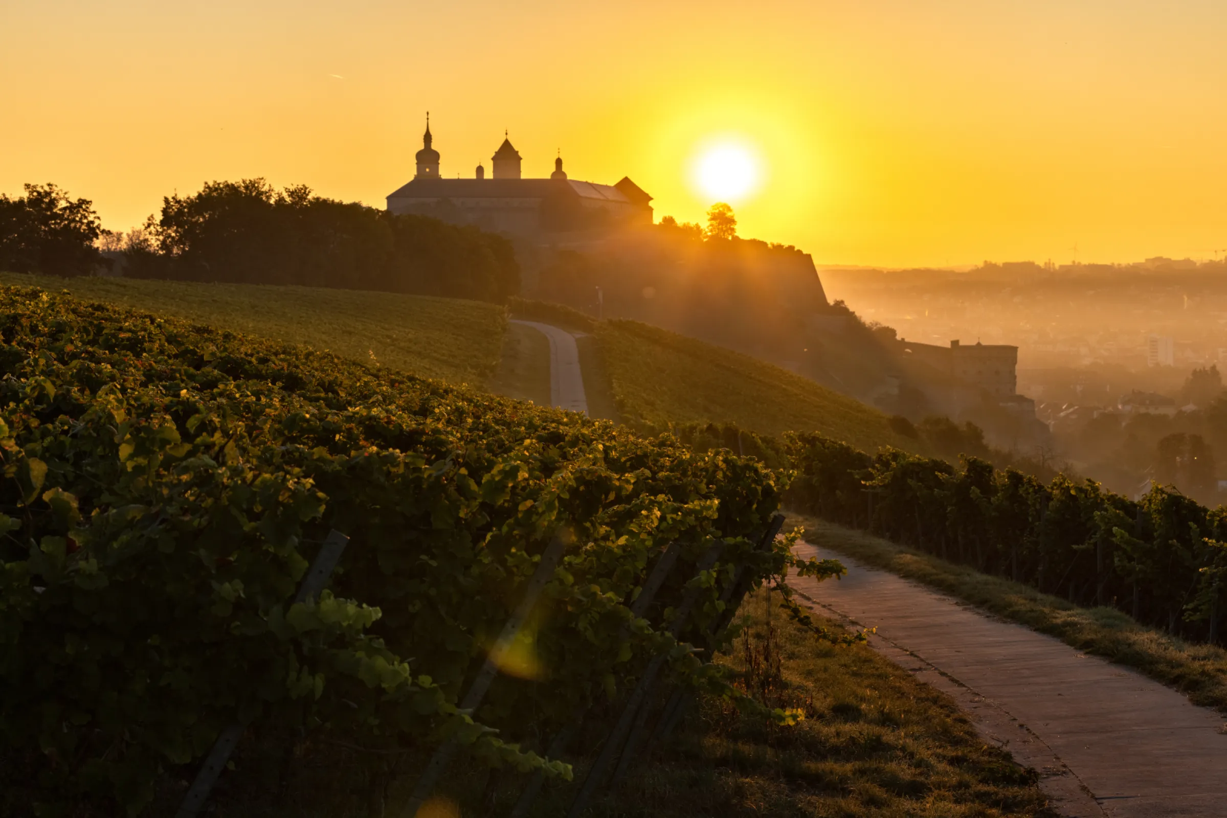 Beautiful view of our famous vineyards Innere Leiste