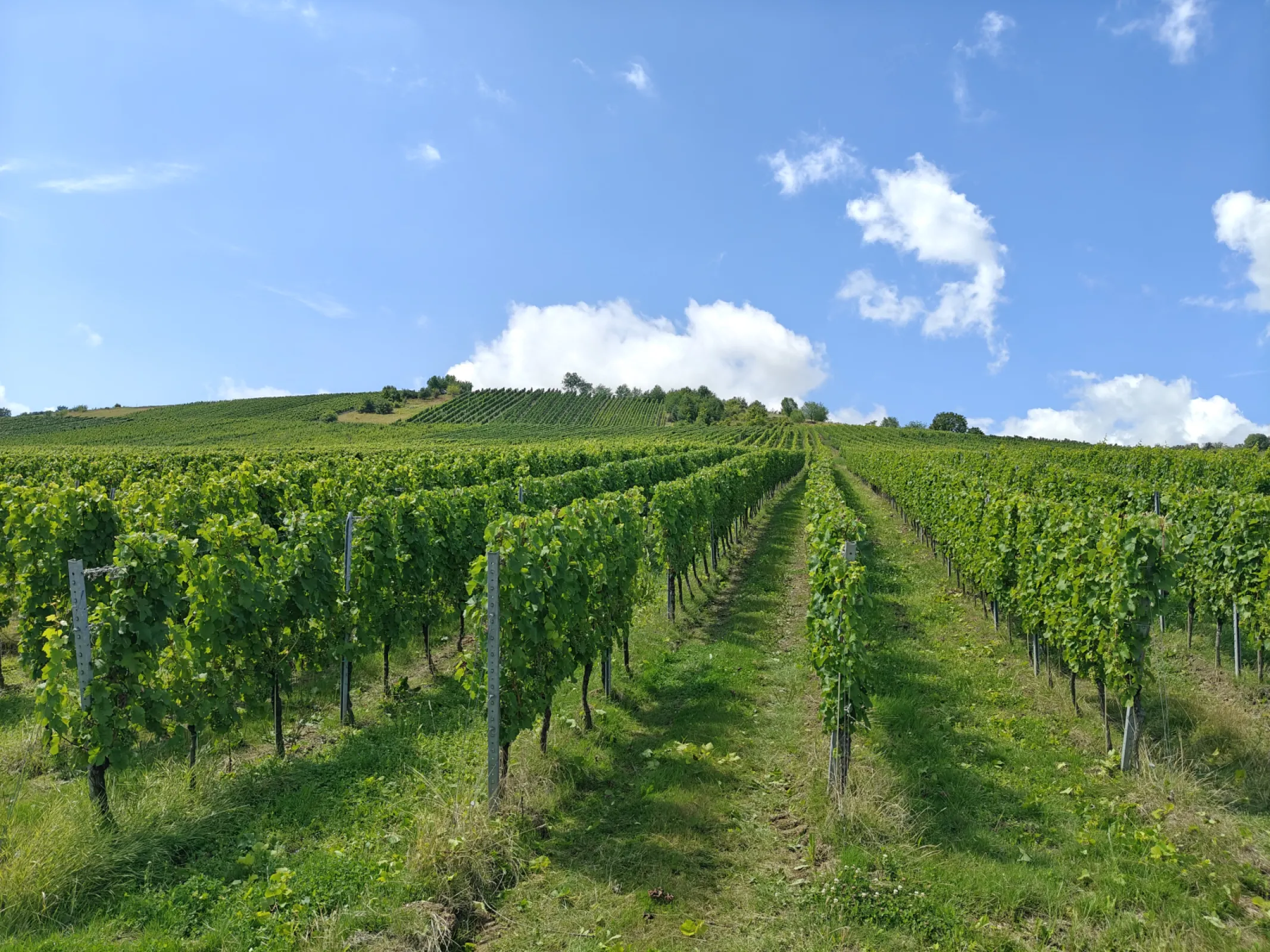 Trittenheimer Altärchen