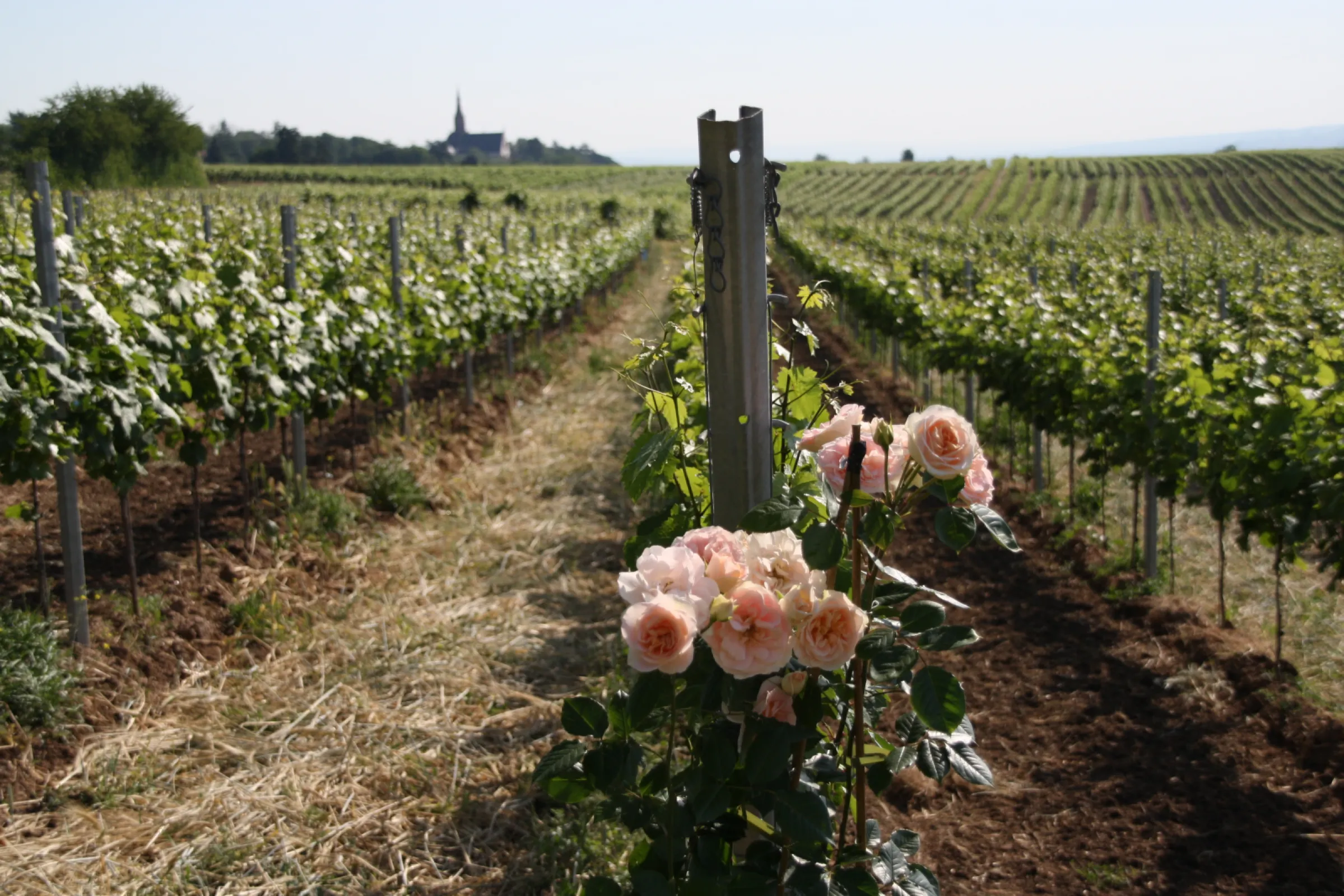 RIFFEL - Binger Rosengarten
