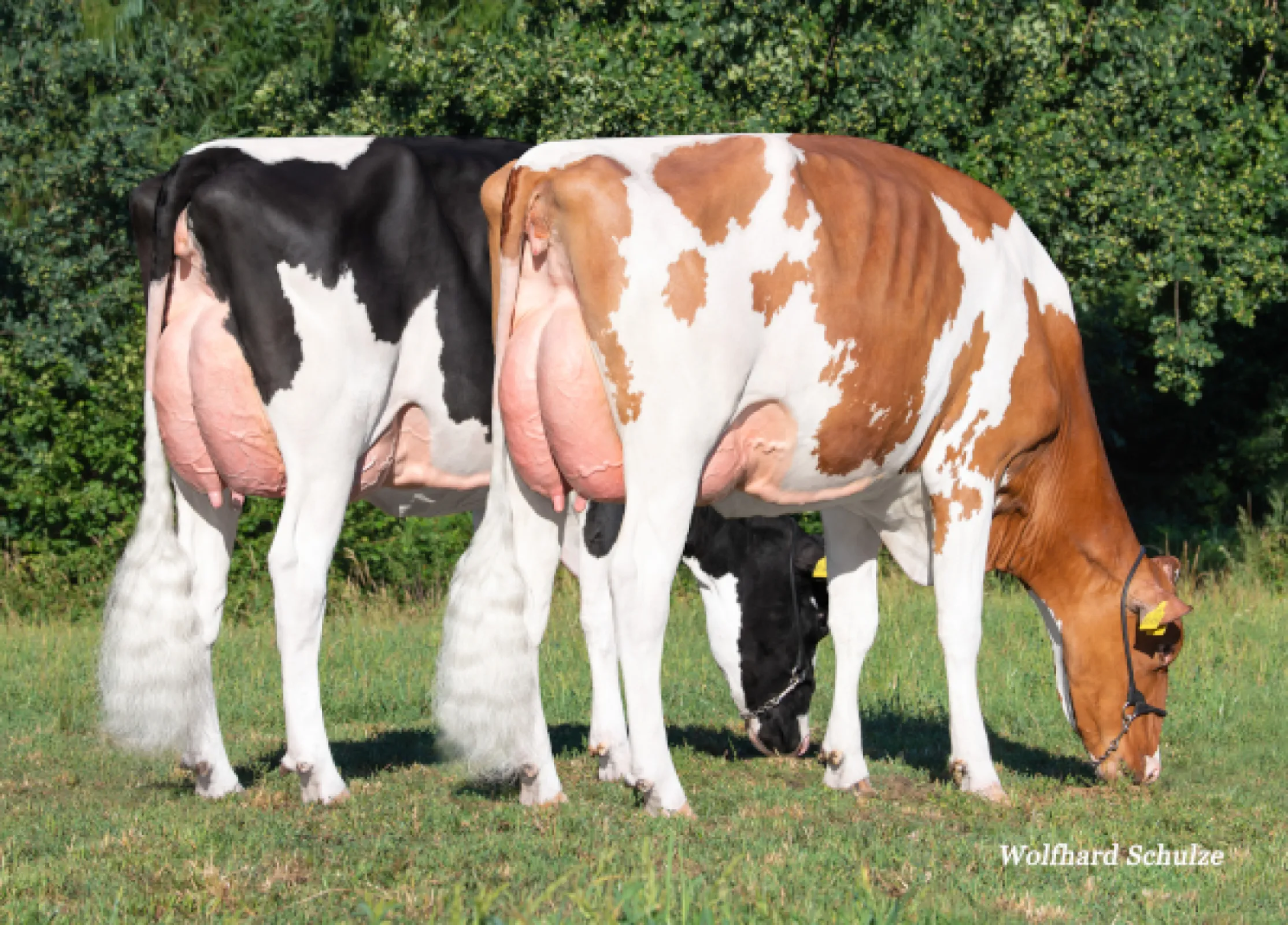 Avatar Red daughters