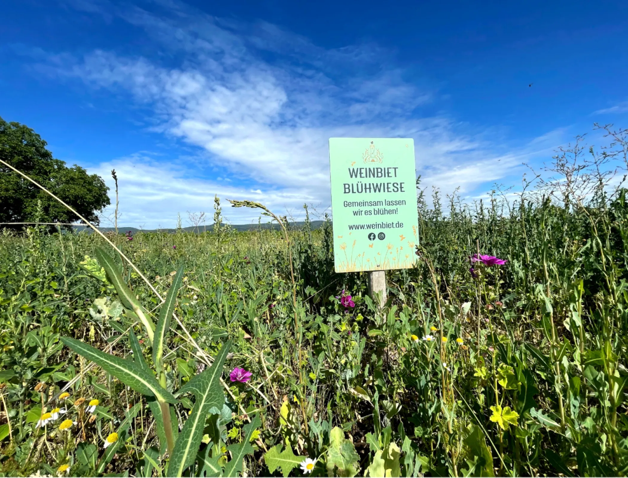 Weinbiet flower meadow