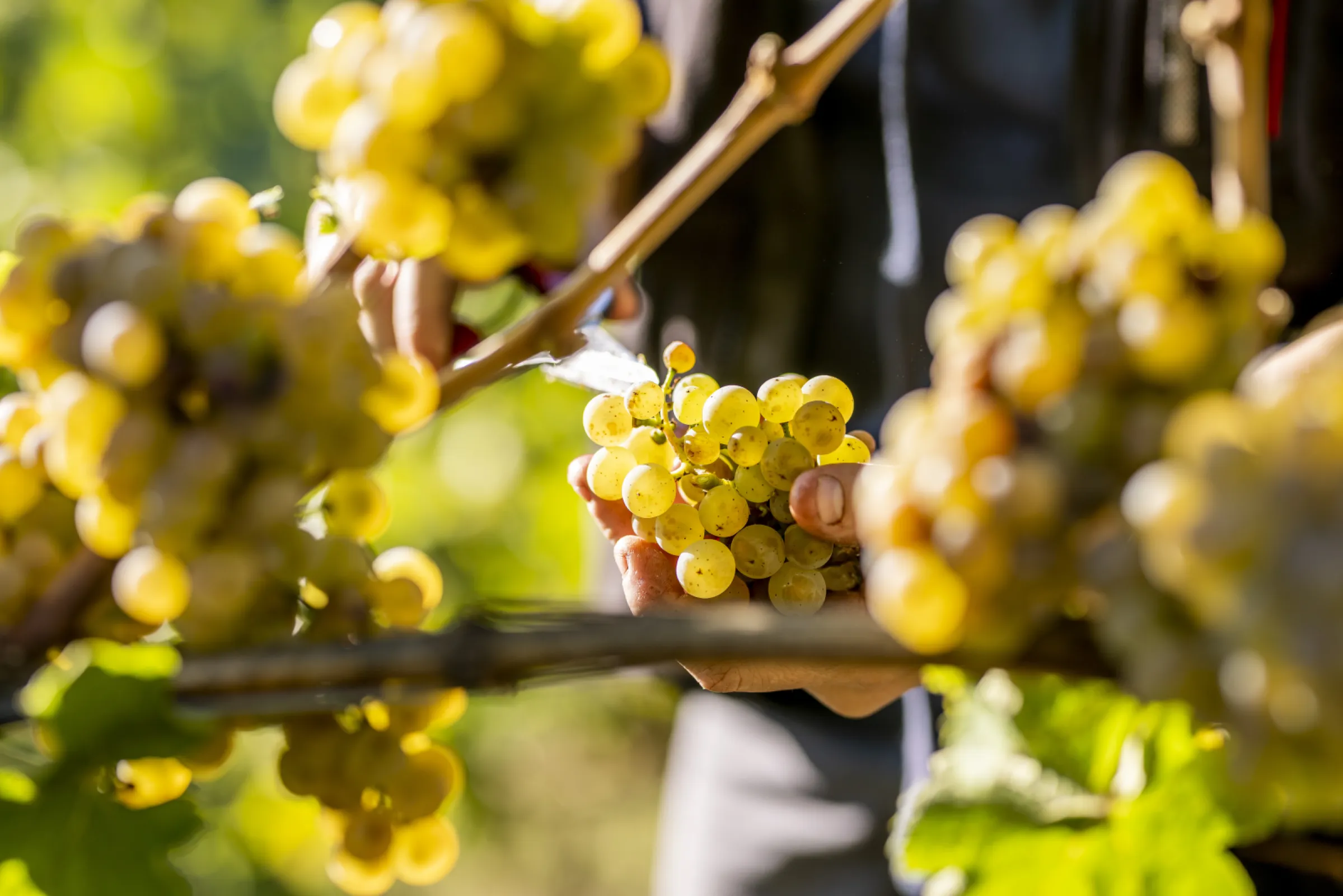 Hand-picking grapes