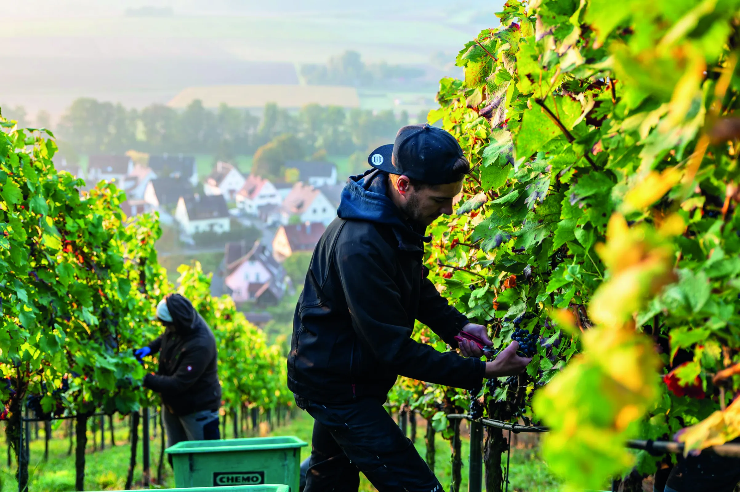C&G Winzer at work during the harvest