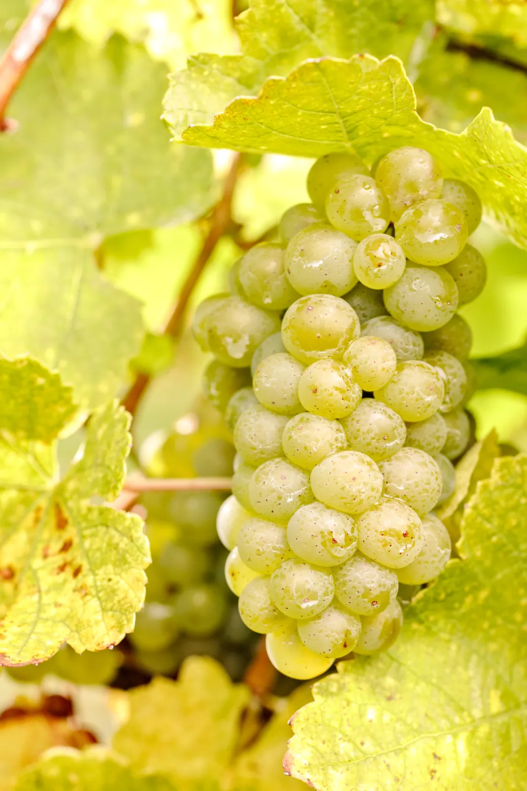 Silvaner grapes
