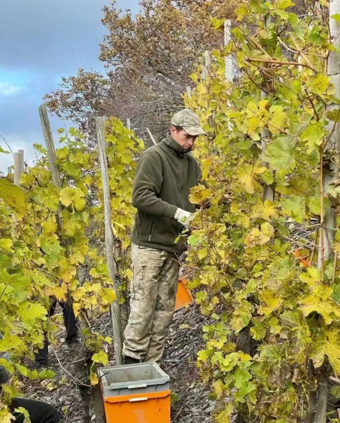 Harvest in steep slope