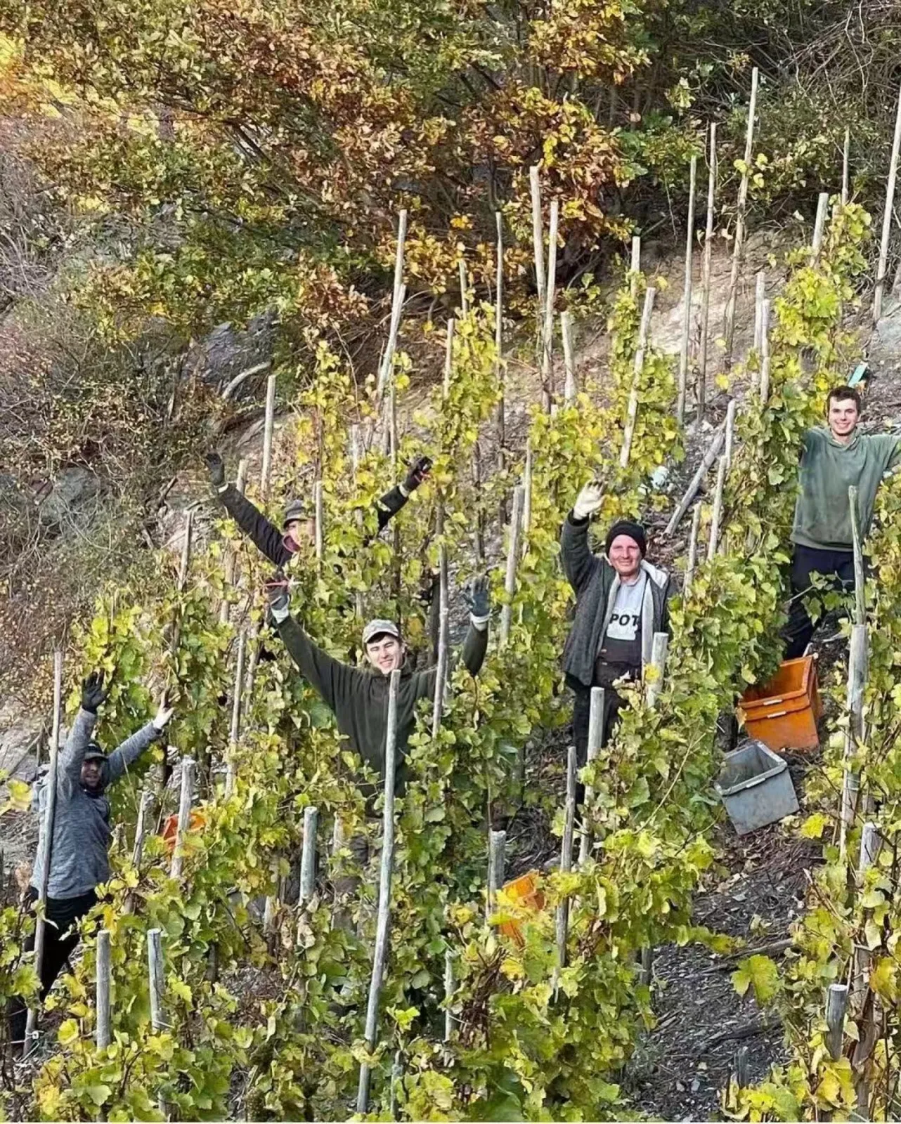 Harvest in steep slope
