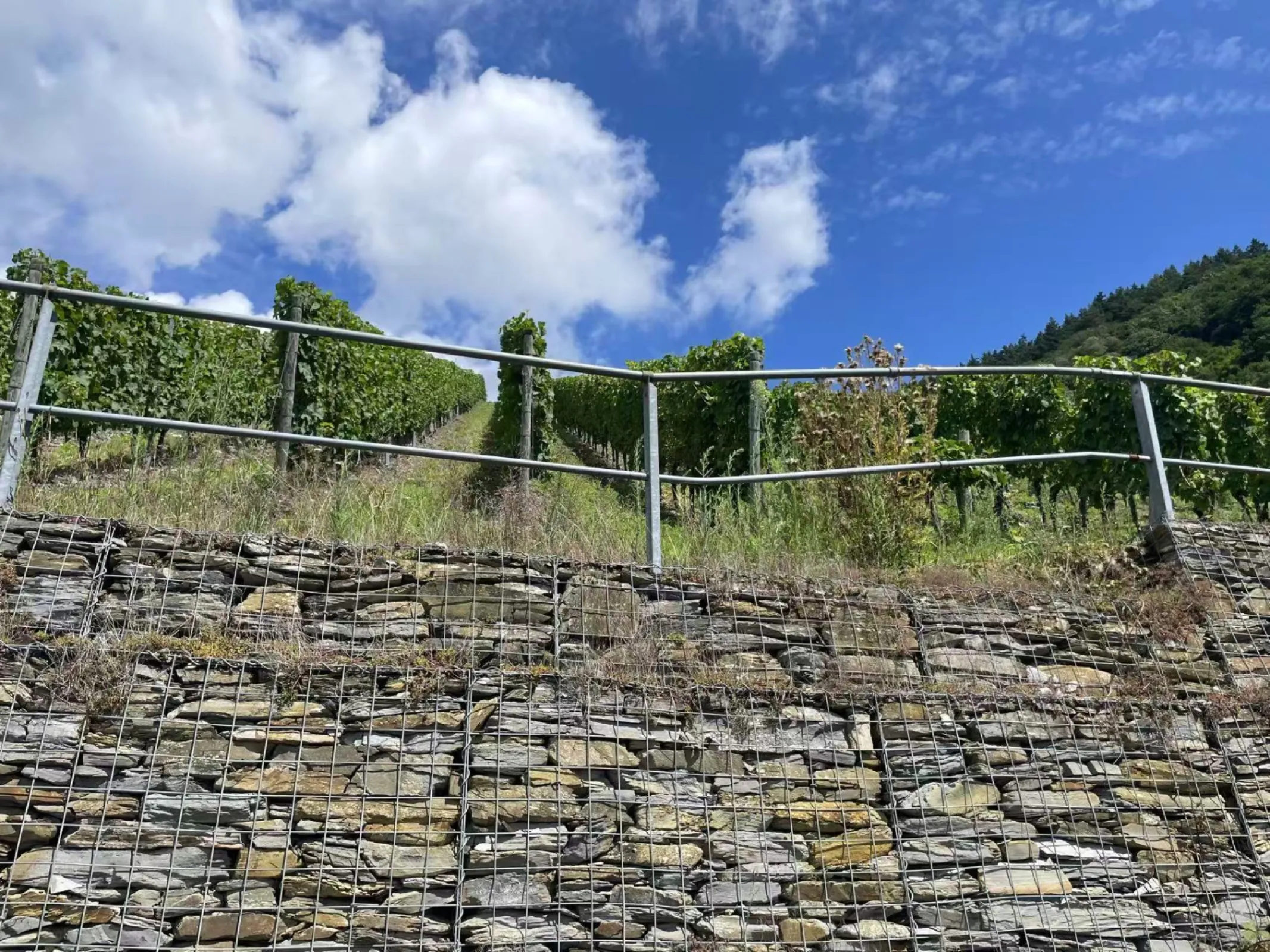 Trittenheimer Apotheke