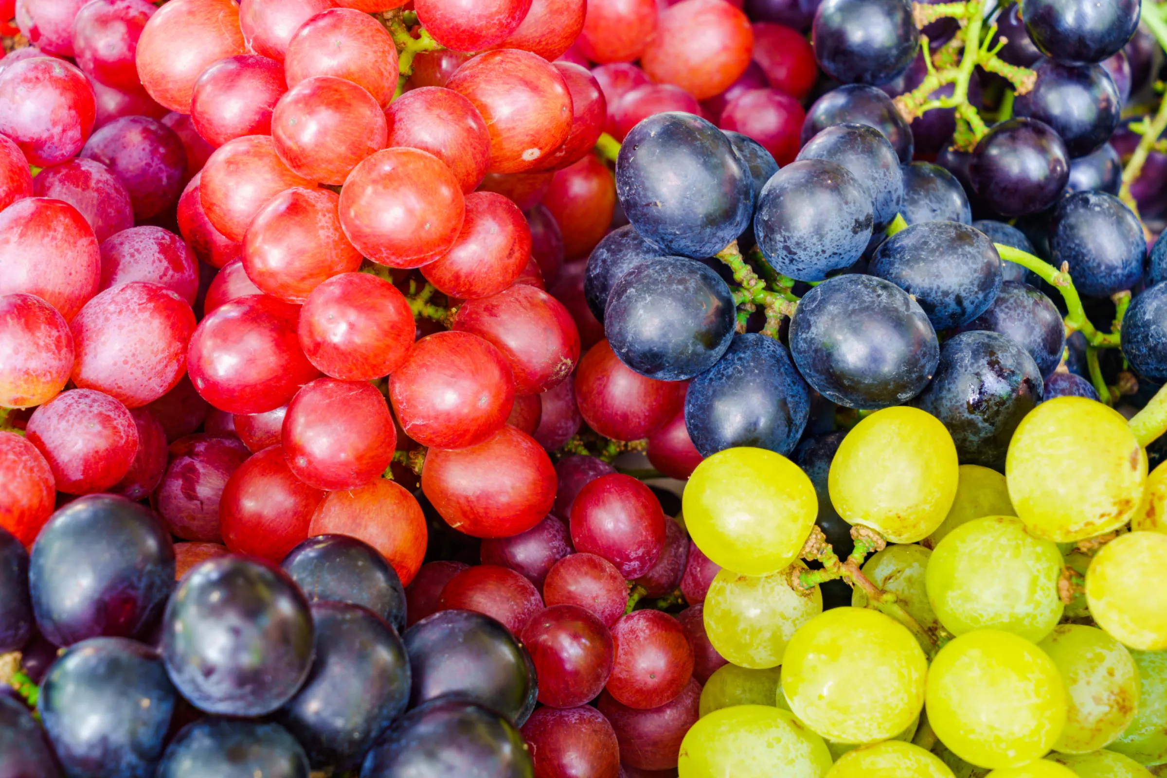 Drying plants for grapes, grape marcs