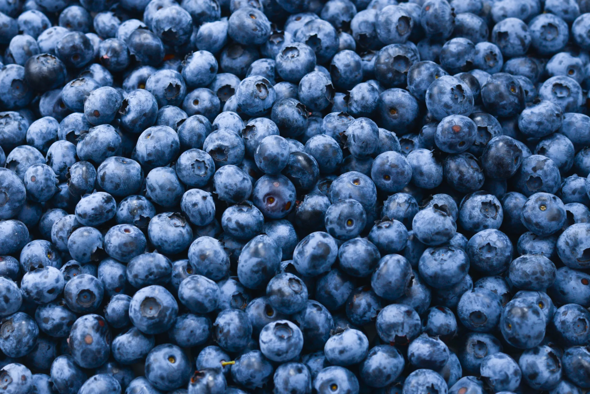Drying plants for blueberries