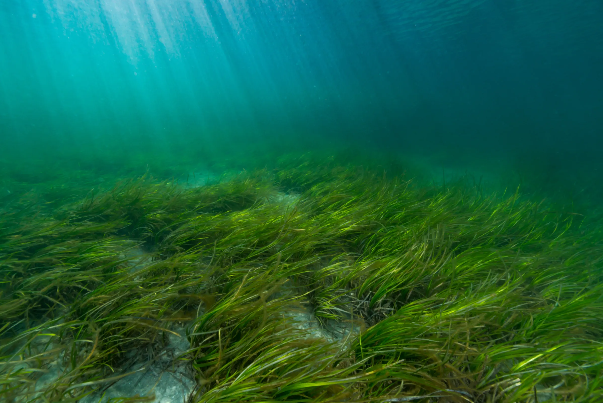 Drying plants for activated carbon, seaweed, coconut fibres, etc.