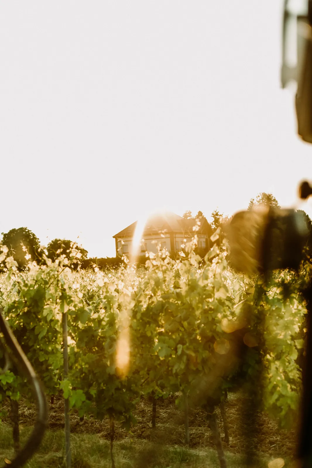 The manor house amidst the vineyards.