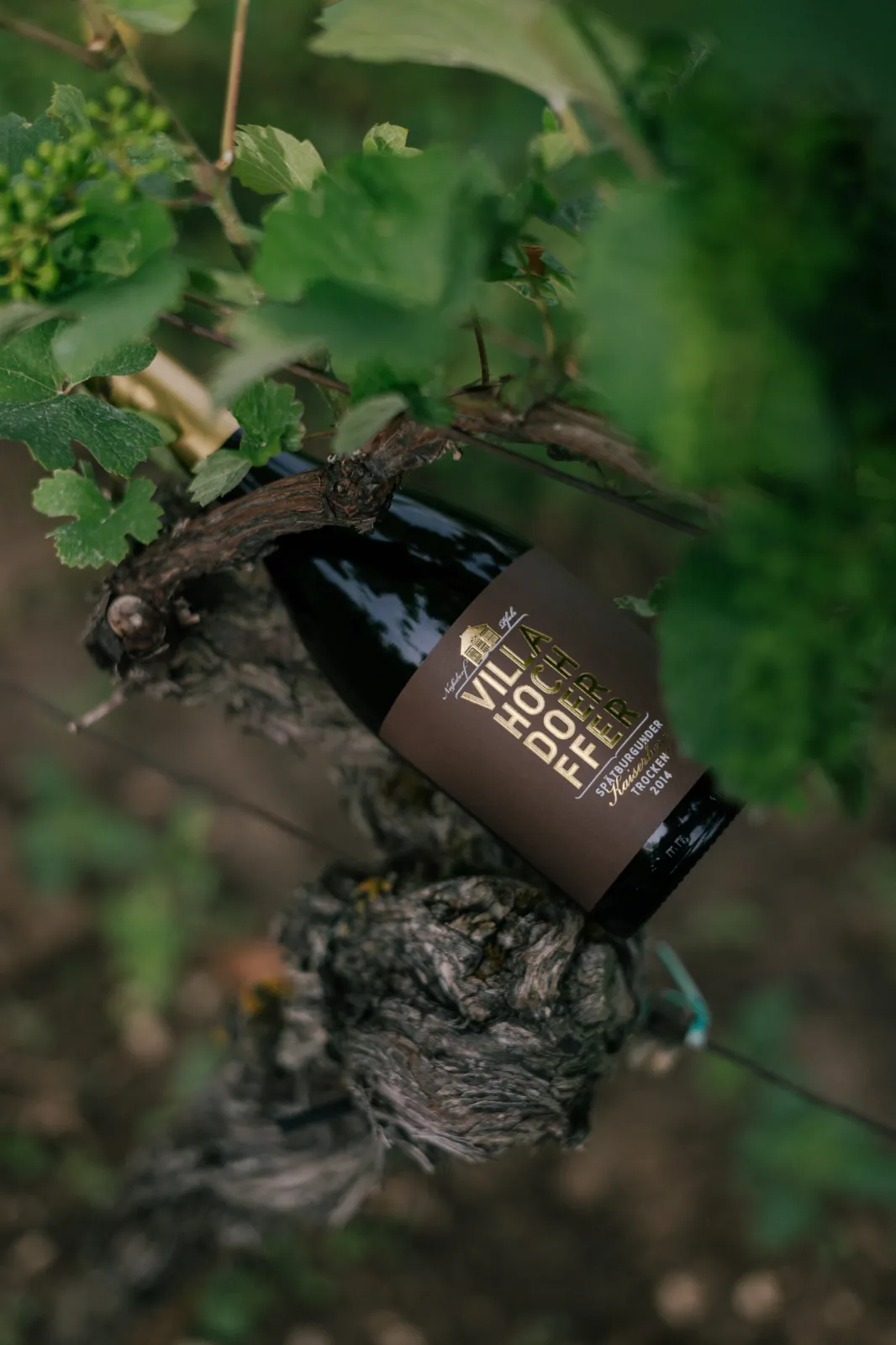 For generations, the family-owned winery has cultivated old vineyards in the best sites of the South Palatinate.