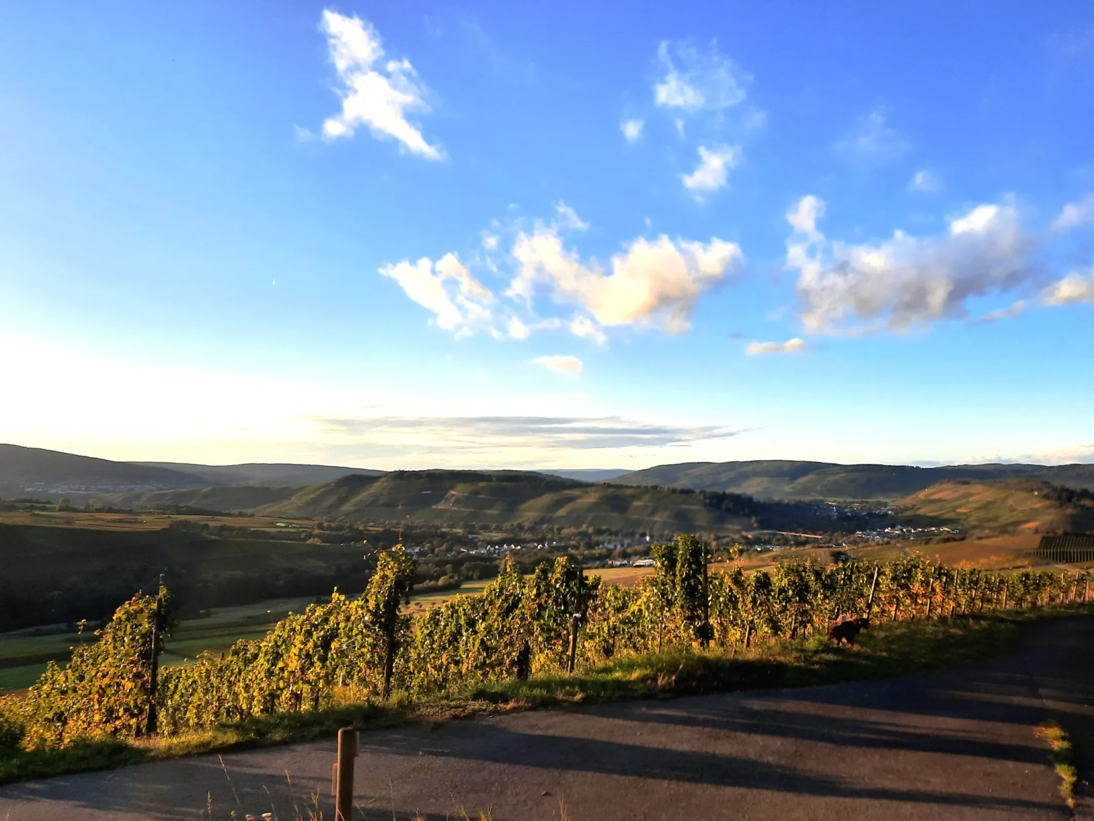 The Brauneberg and the Mülheim vineyards during the grape harvest