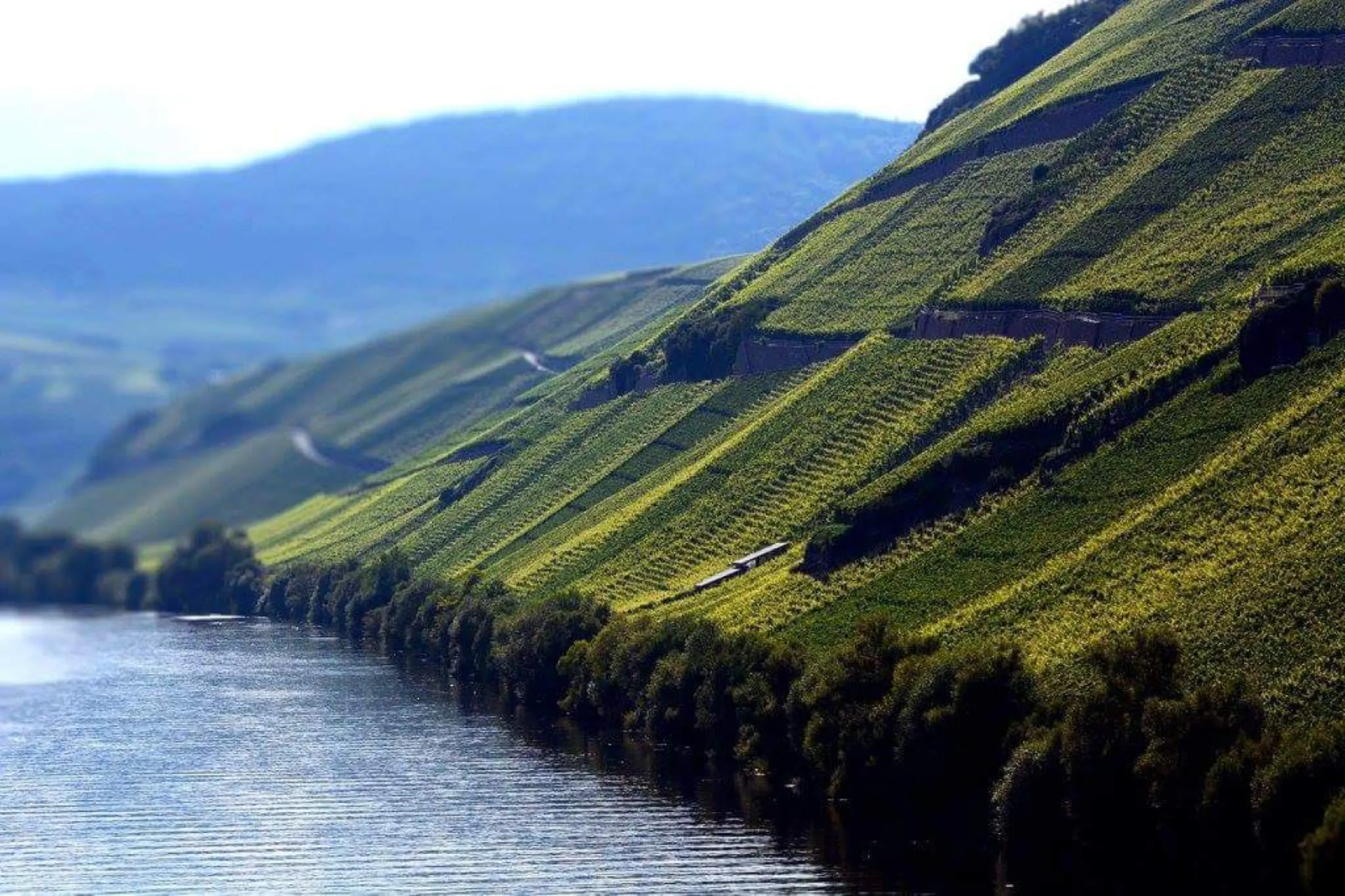 The steep slope of the Brauneberg vineyard