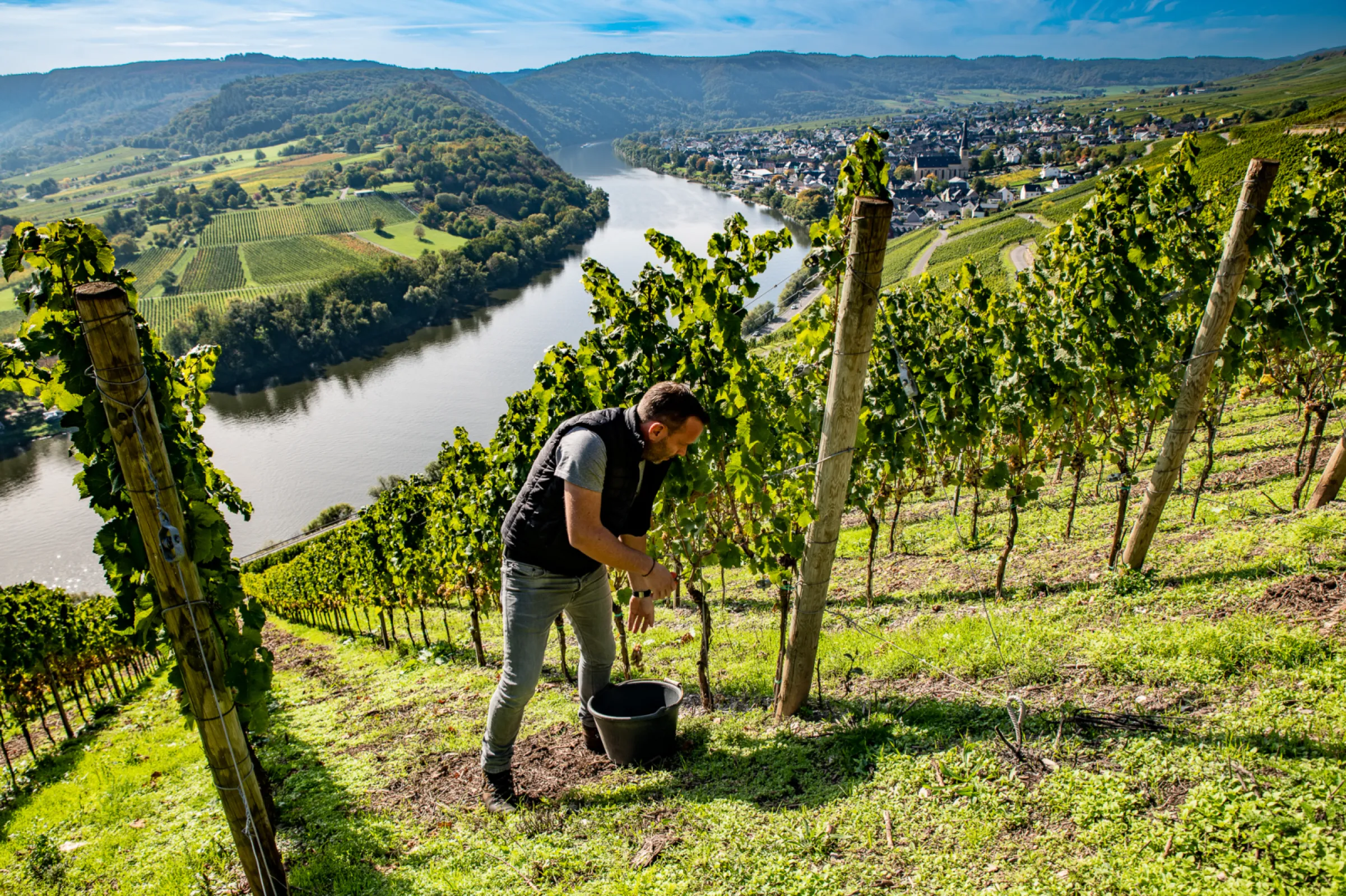 Grape harvest on the steep slopes of Kröv