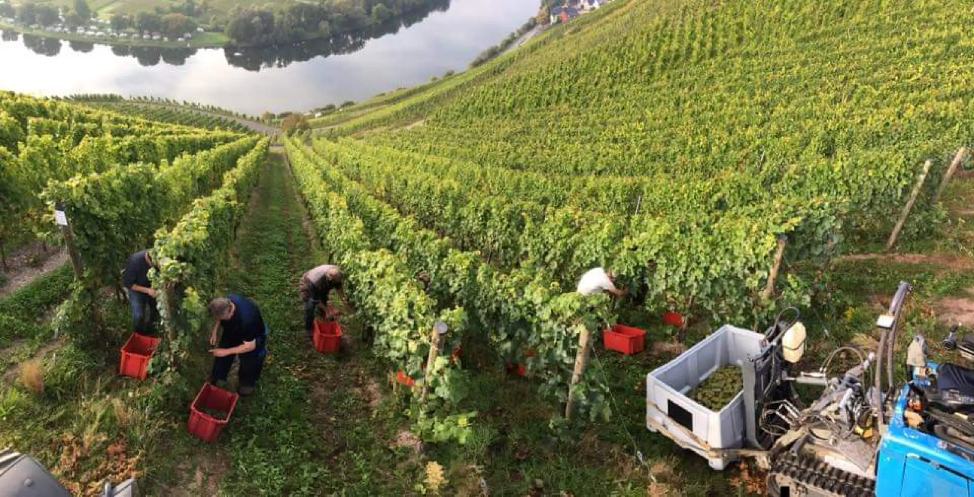 Hand-harvested grapes in the steep slopes