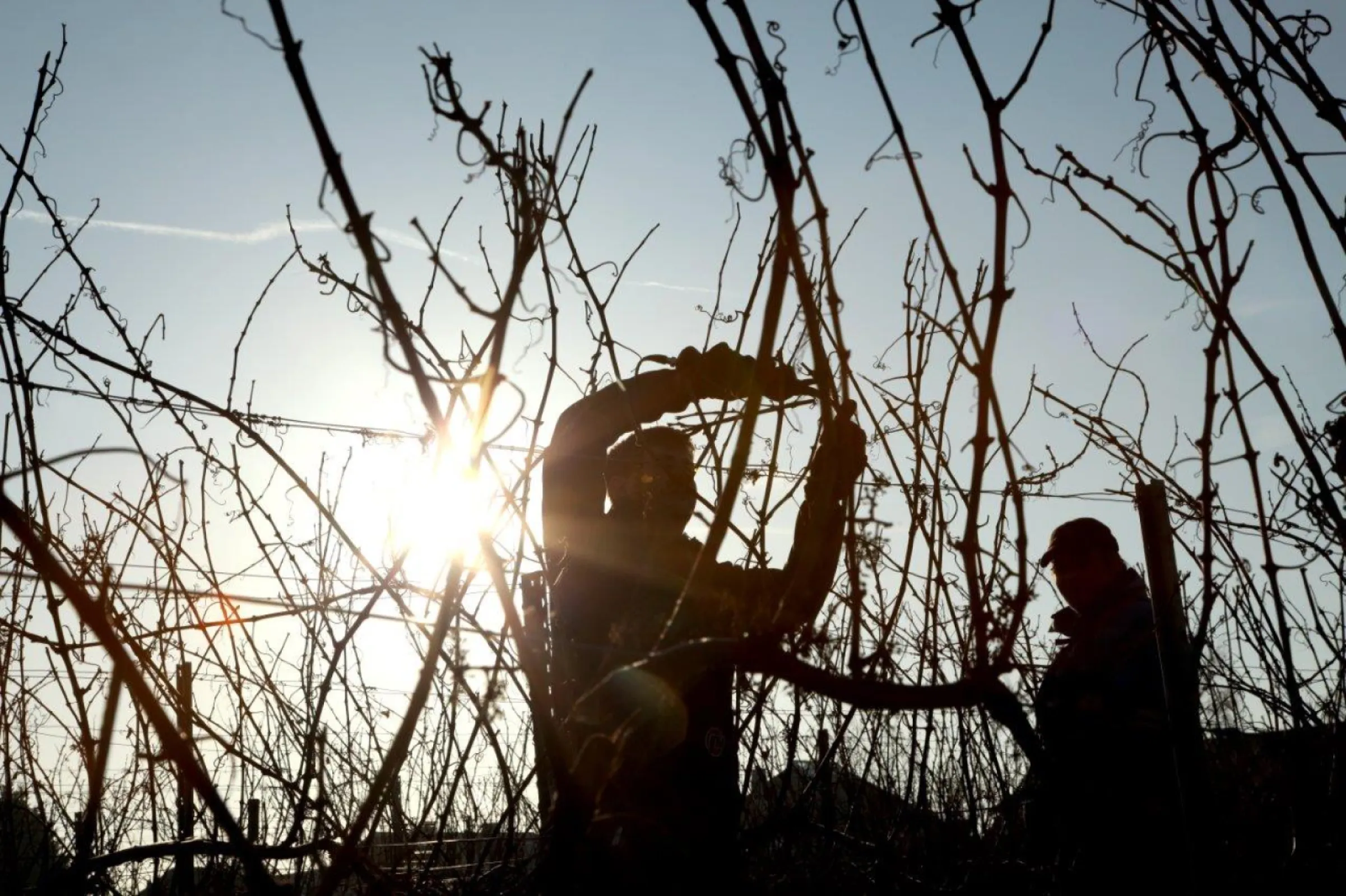 Renowned vineyards: Kallstadter Saumagen, Ungsteiner Herrenberg, Ungsteiner Weilberg