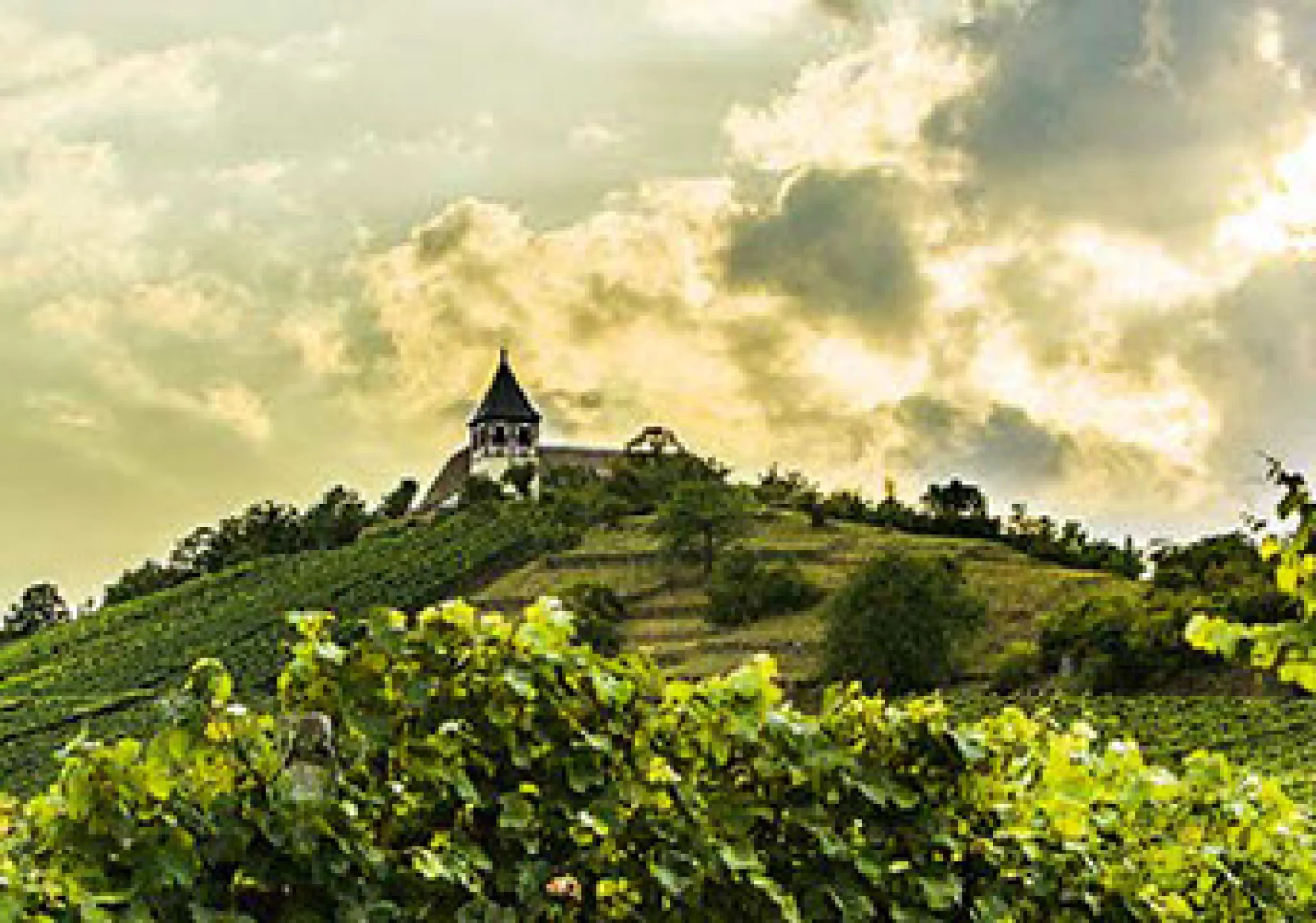 Michelsberg - C&G - Outstanding location for cool-climate Riesling