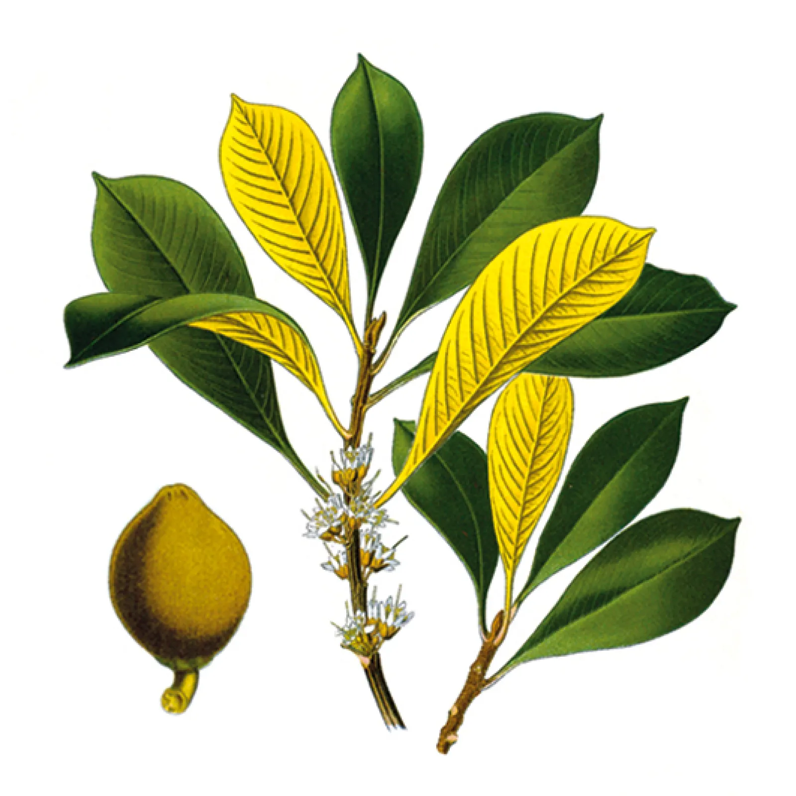 genuine palaquium gutta used in GUTTIE
