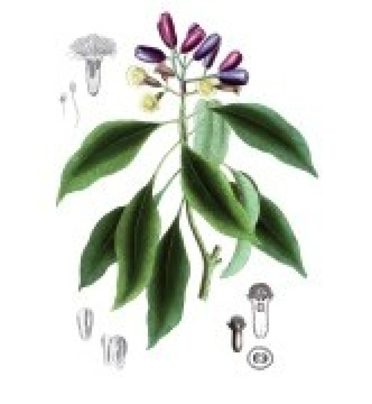 Eugenol is made of natural clove oil. It is one of the WHO tradtitional herbal medicines and has a long tradition of soothing tooth pain