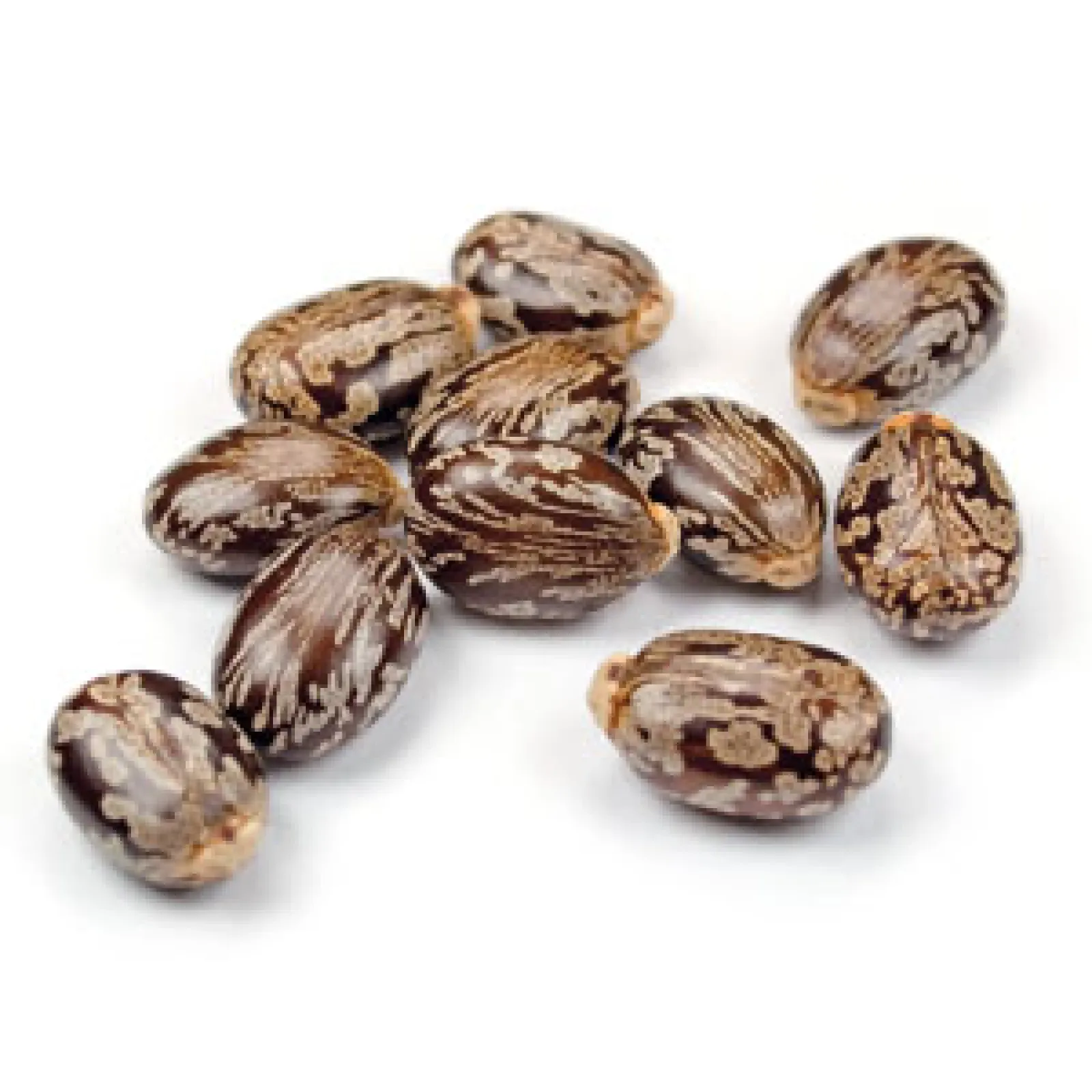 Castor Oil is a traditional herbal medicine. The oil is extracted from castor beans. It consists of ricinoleates, oleic acid and linoleic acid.