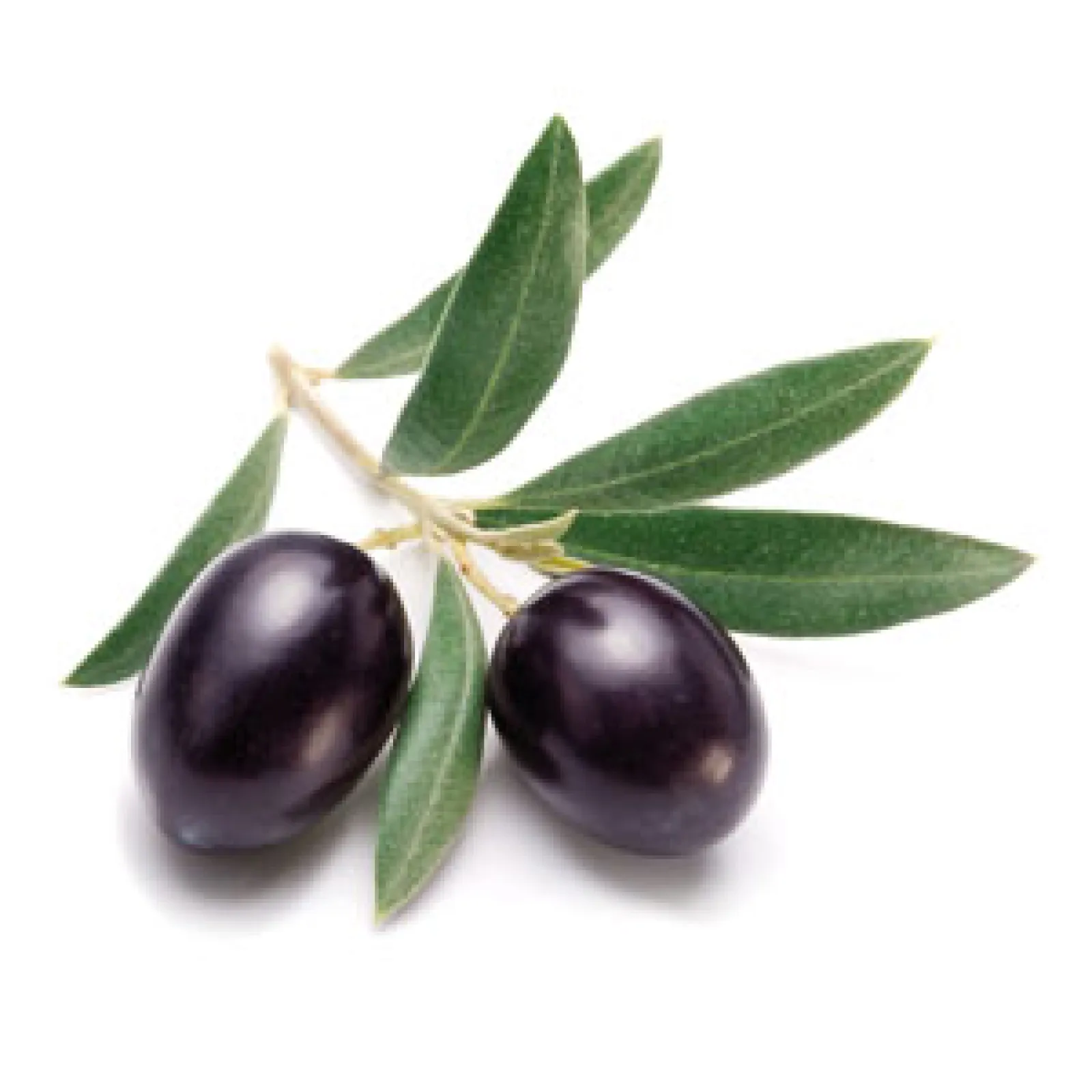 Olive oil is obtained from pressing whole olives. It is a staple food in probably every house hold which loves mediterranean diet.  Beyond food it has health effects.