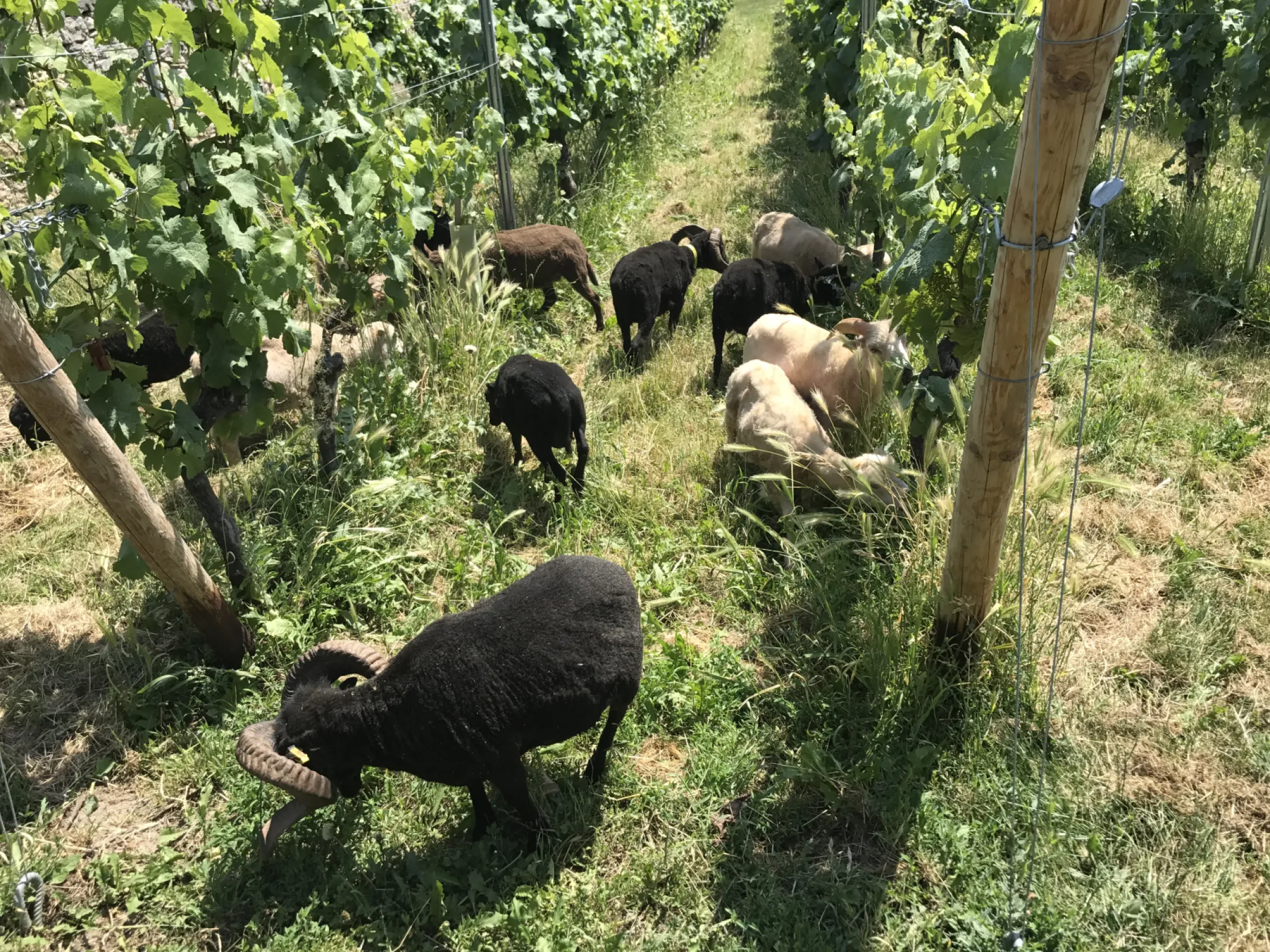 In harmony with nature – organic & vegan by conviction