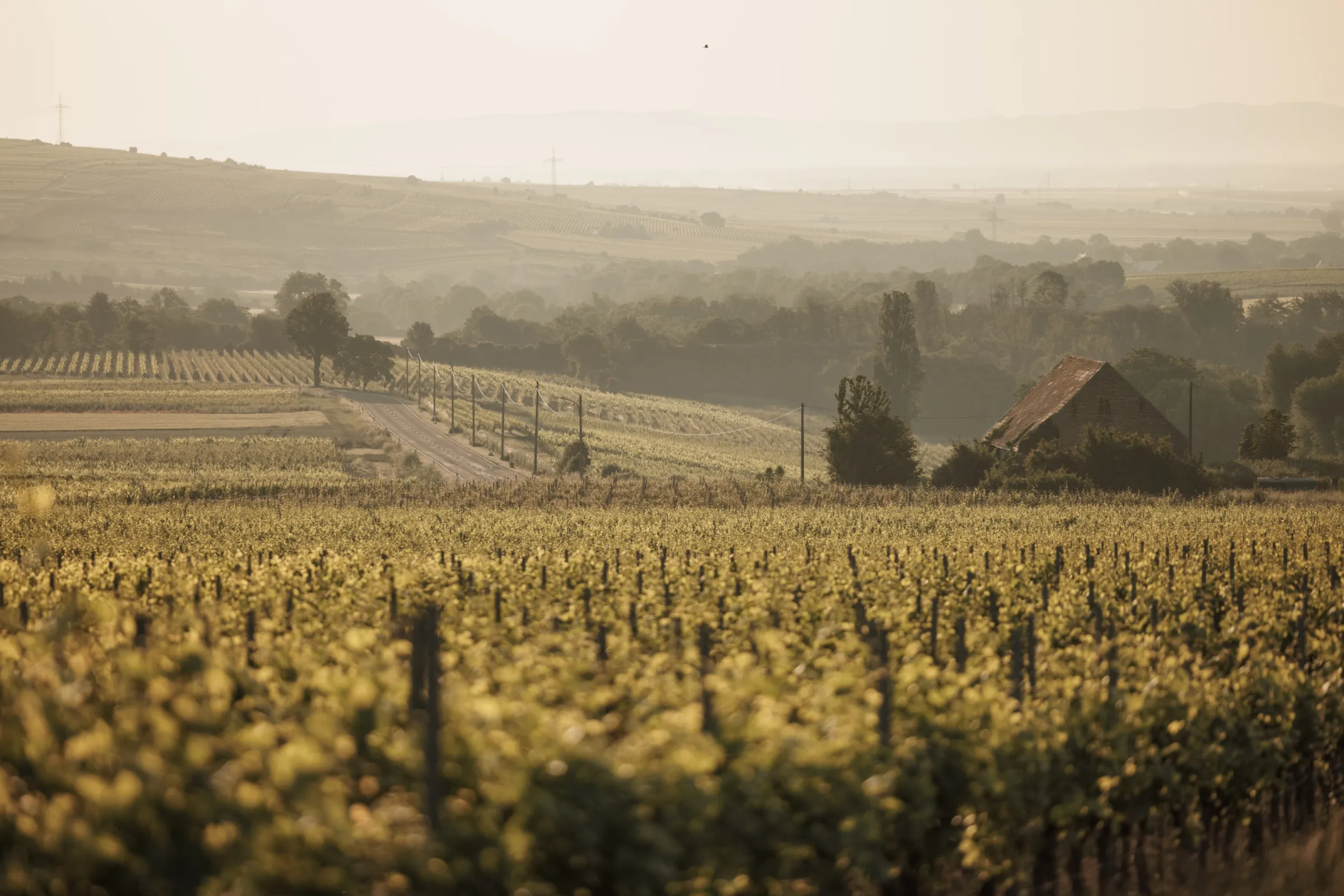 Vineyards around Flomborn