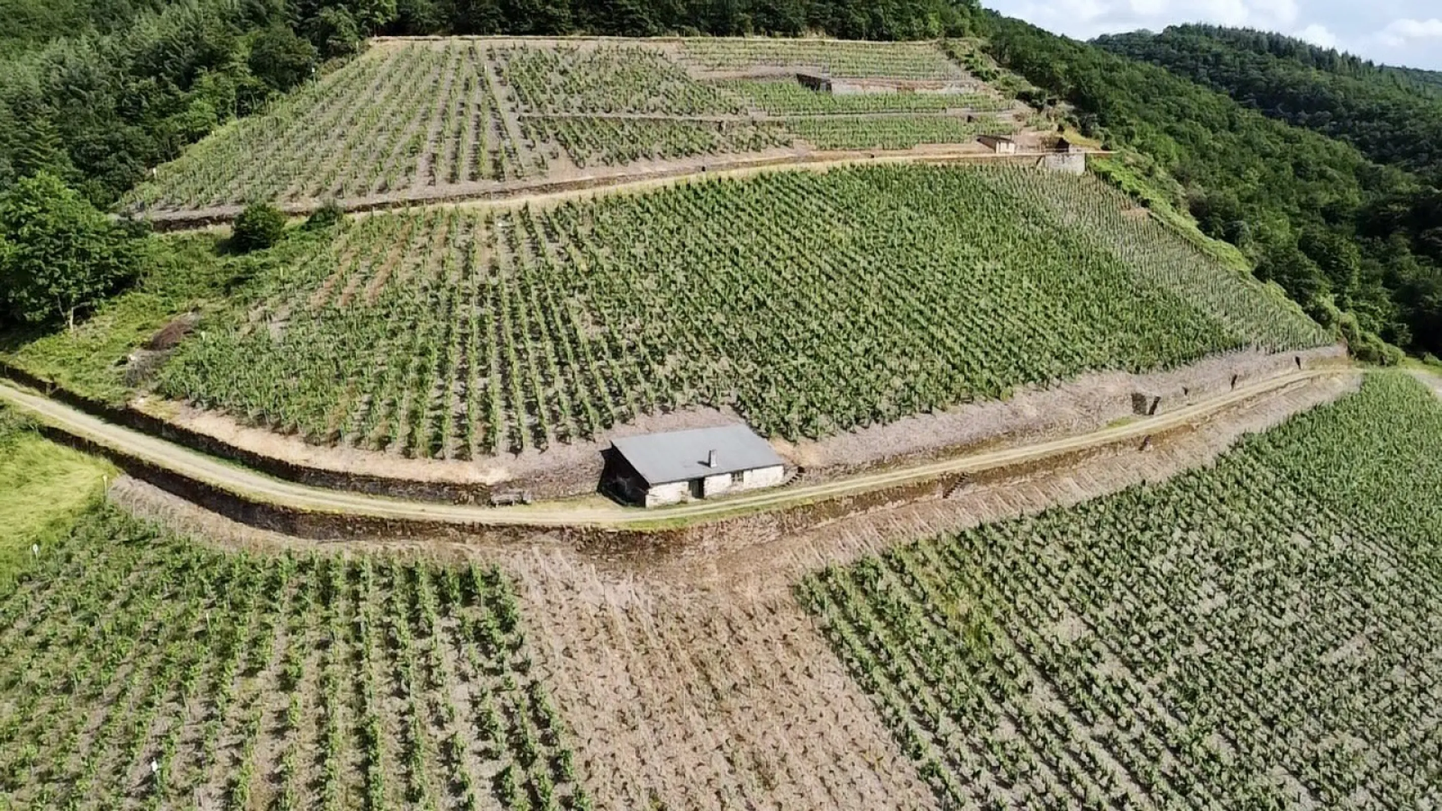 the two monopoly vineyards Cochemer Sonnenberg und Cochemer Bischofsstuhl