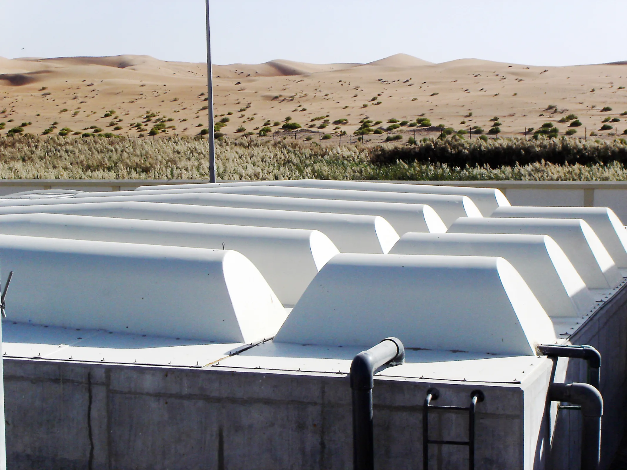 Plant in Al Quaa, UAE