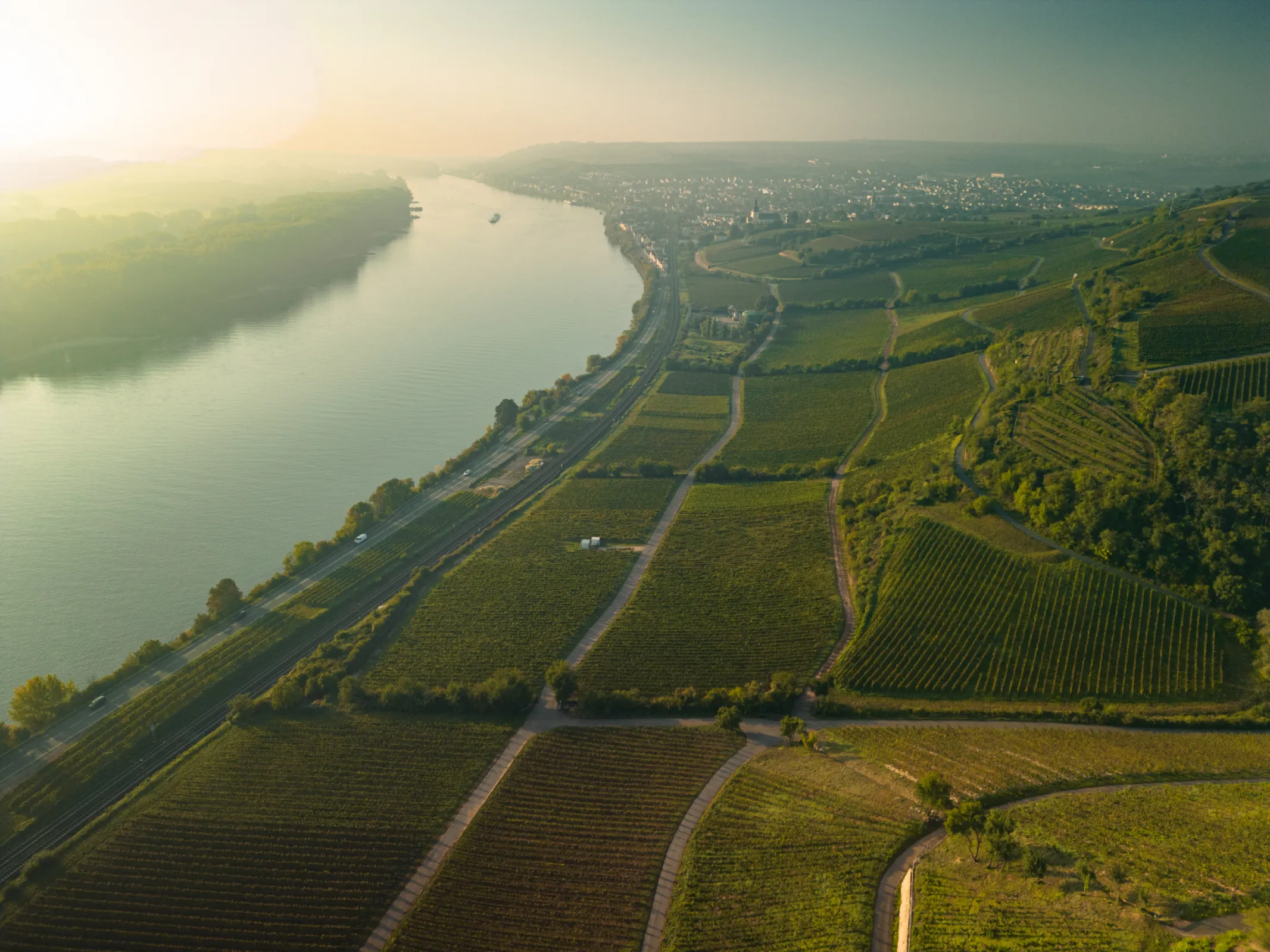 Within a radius of approximately 30 kilometers around Weinolsheim, the vines grow on diverse soils, including loam-loess soils (Weinolsheim / Dalheim), limestone soils (Oppenheim; Nierstein-Hölle), and red clay sandstone (Nierstein-Roter Hang). This diversity makes the wines especially rich in aromas and mineral complexity.