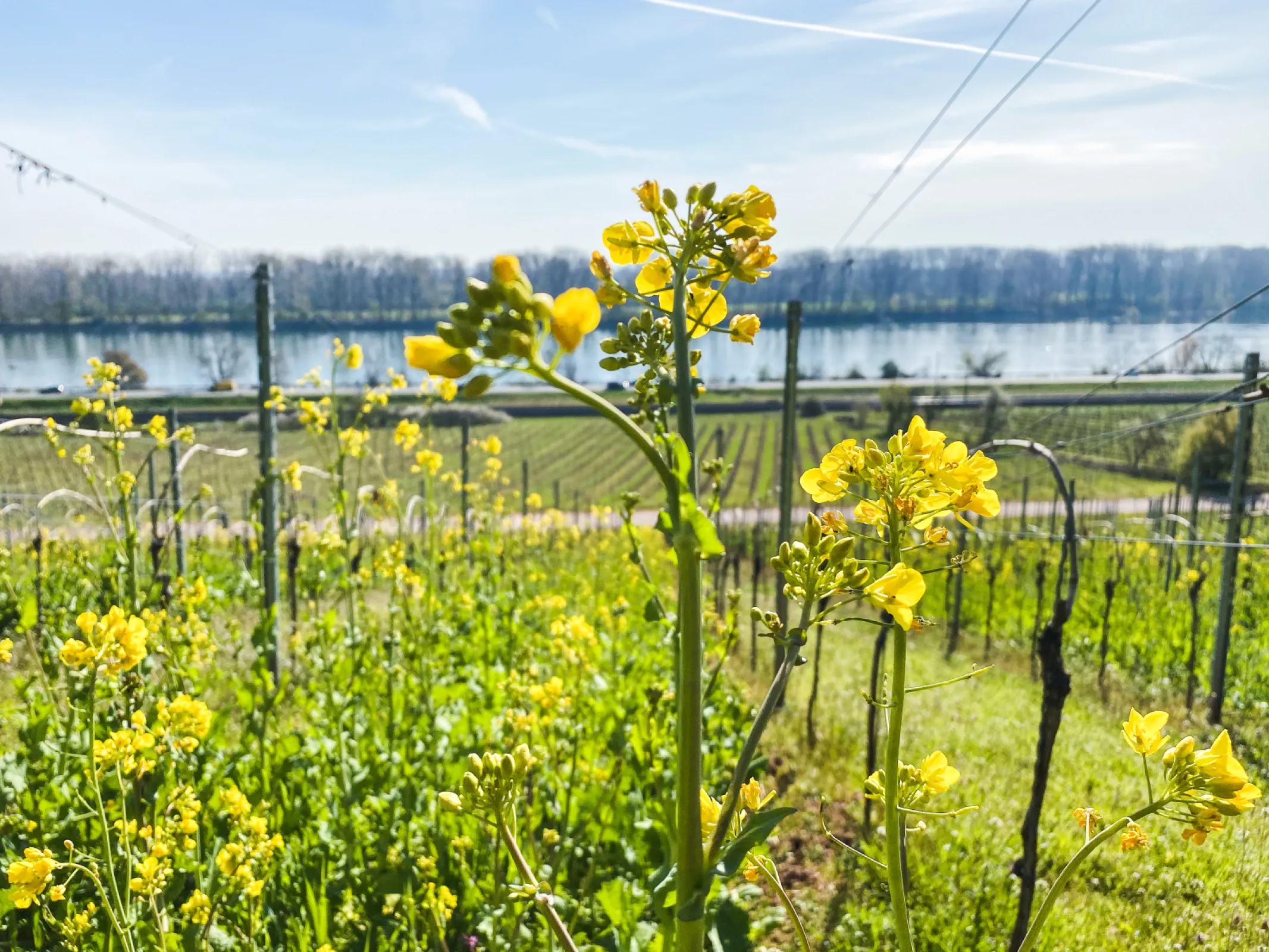 In the vineyard, we have always valued cover crops. In winter, they protect against the leaching of nitrates in the soil. In spring, they create a habitat for beneficial insects and many other organisms that are crucial for good biodiversity in the vineyard. Many of the cover crops also begin to bloom, providing a food source for bees and bumblebees. Once the plants have finished blooming, we roll them over. This creates a natural cover over the soil, protecting it from drying out. Finally, the cover crops, through decomposition by microorganisms, contribute to natural humus formation, improved water retention, and soil structure.