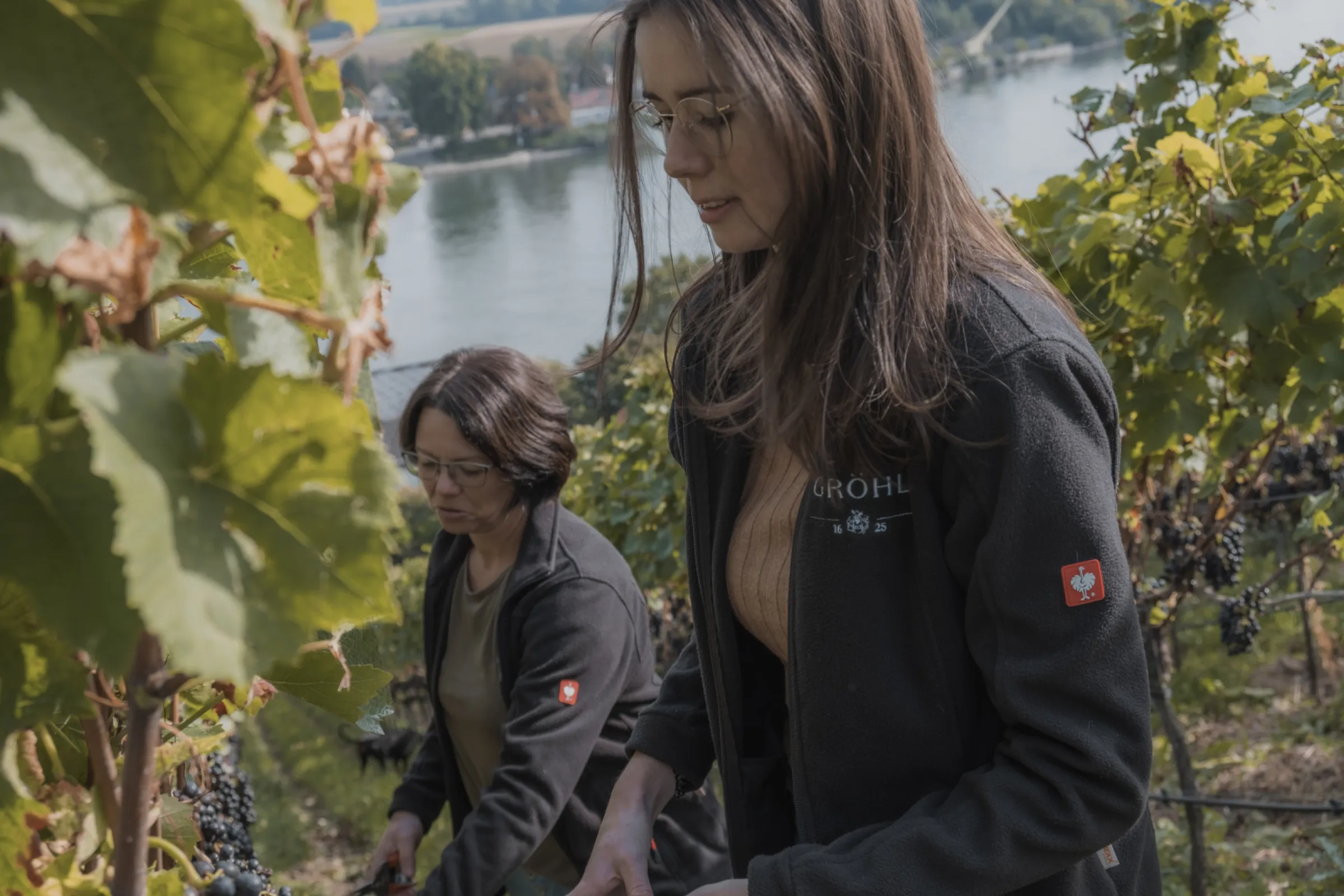 Only from delicious and healthy grapes can great wines be made! Throughout the year, many actions are taken in the vineyard to improve quality. This includes tasks such as pruning the vines, removing double shoots, thinning the grapes, and halving the clusters.  In the autumn, we traditionally harvest a large portion of our vineyards by hand in order to perfectly select the grapes. Often, we also go through the vineyard multiple times, picking only the ripe grapes.