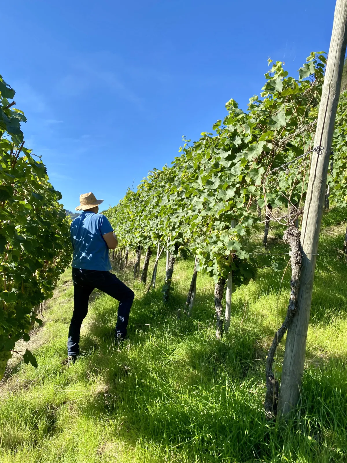 In the vineyards around Leiwen