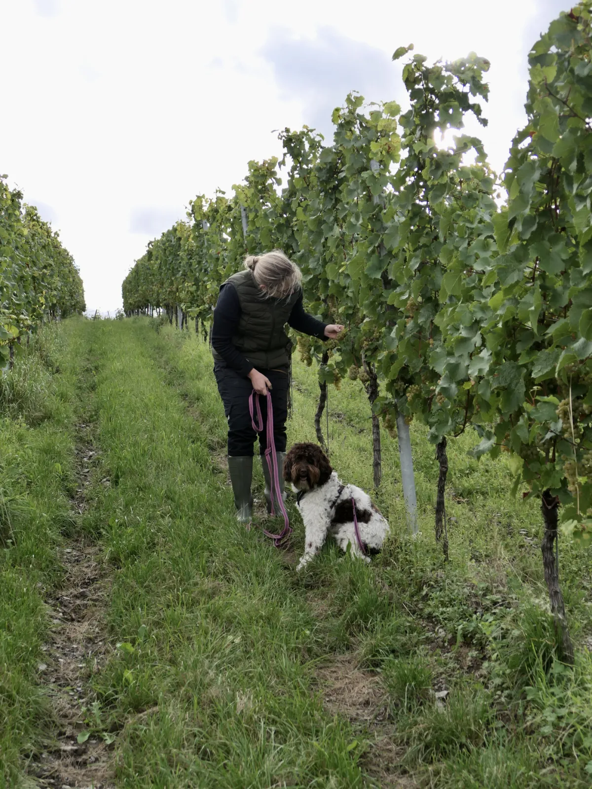 In the vineyards around Leiwen