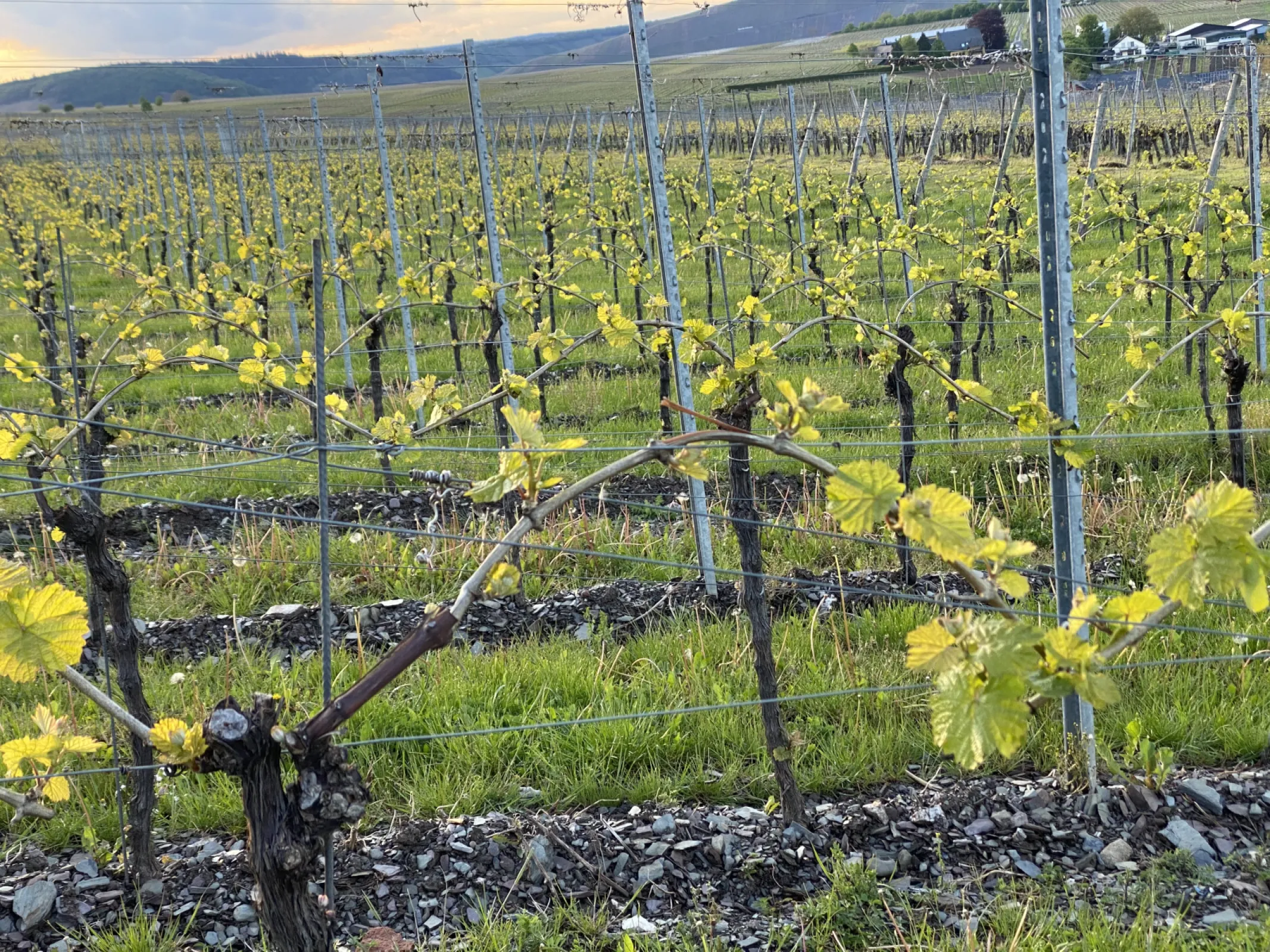 In the vineyards around Leiwen