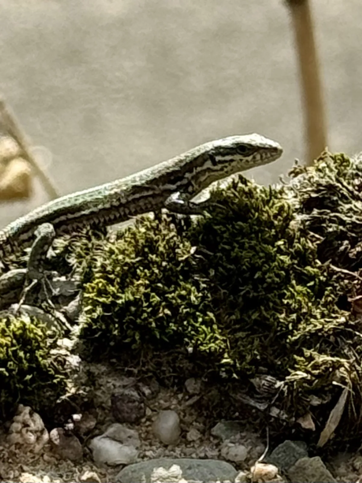 Wall lizard on a steep slope
