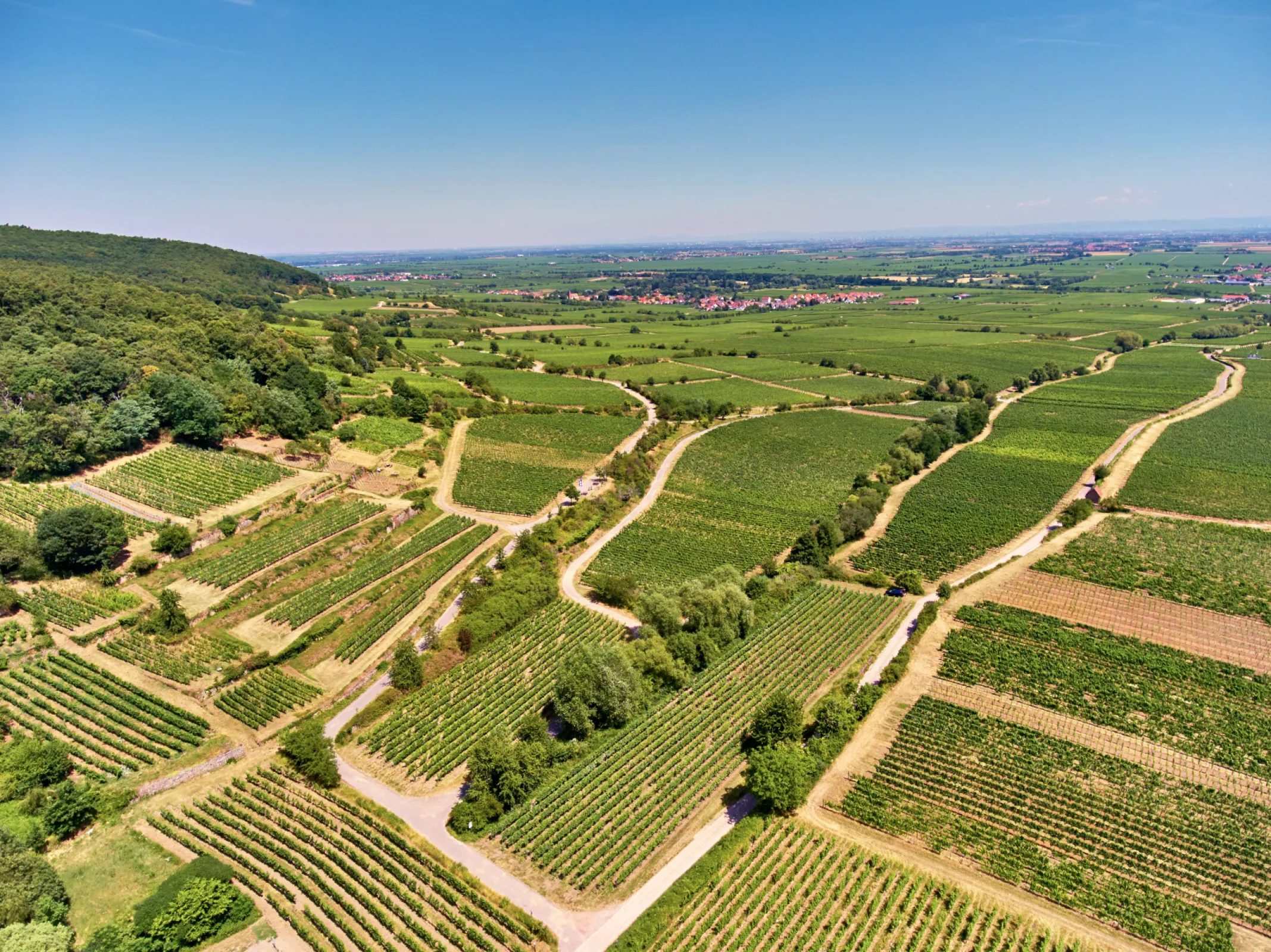 MÄUSHÖHLE Premier Cru - Riesling