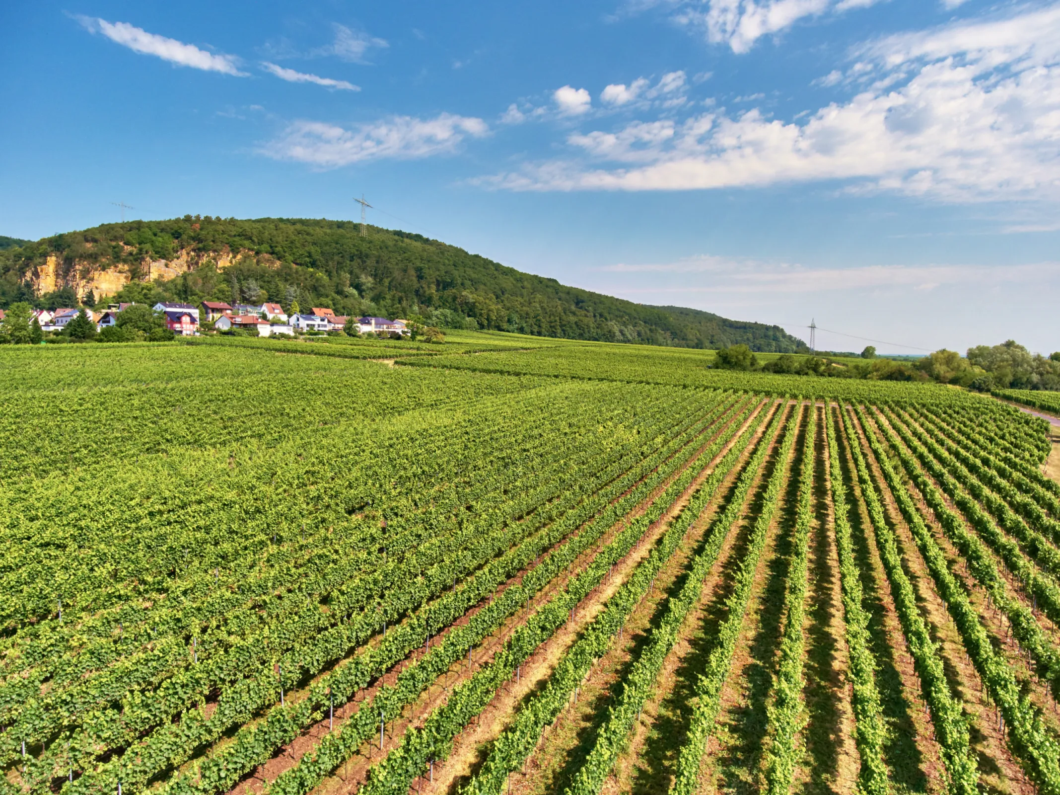 ÖLBERG Premier Cru - Riesling & Pinot noir