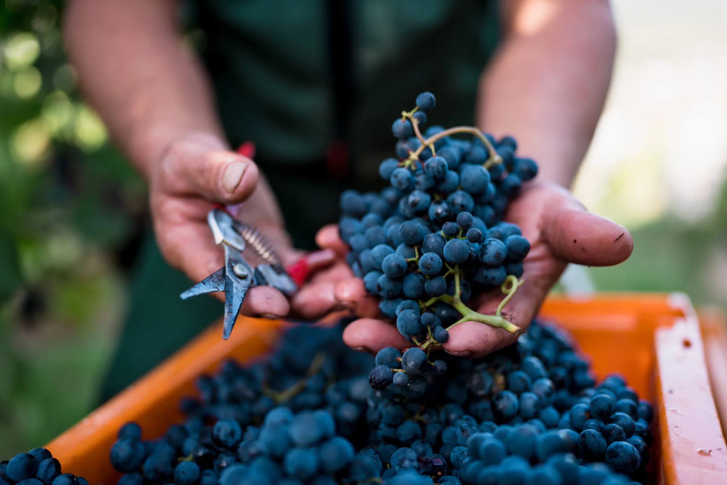 Pinot Noir Grape Harvest